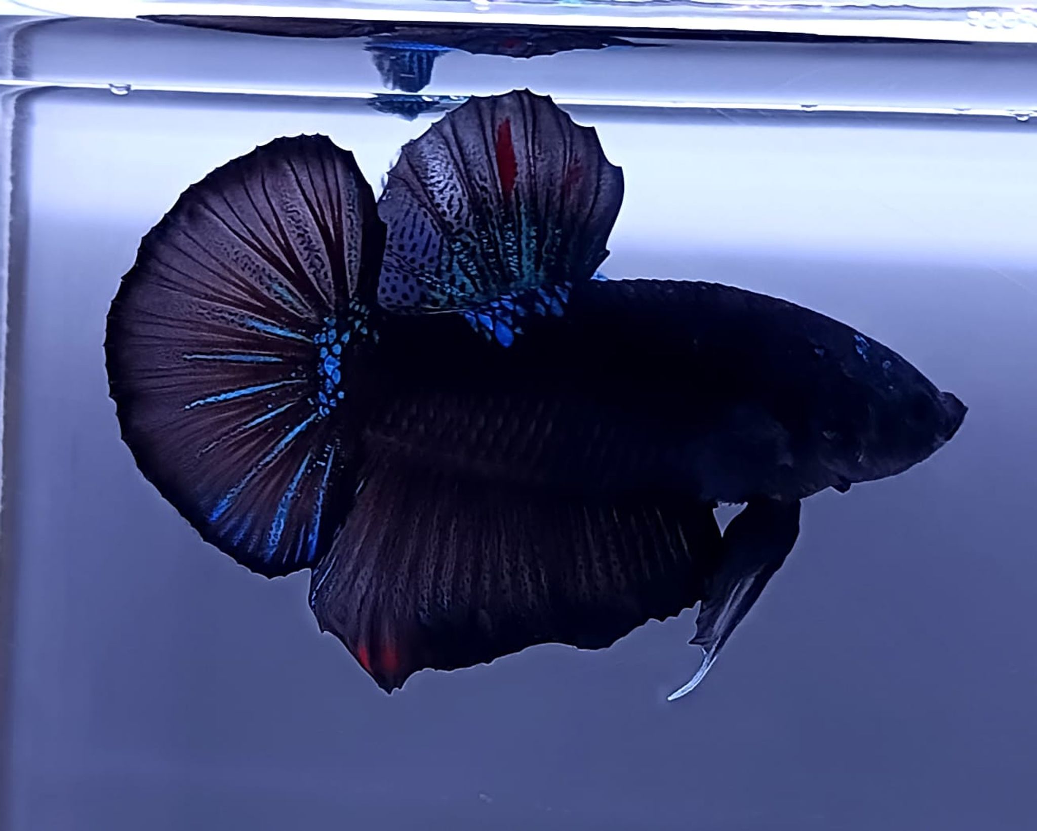 Avatar Giant Betta (Male)