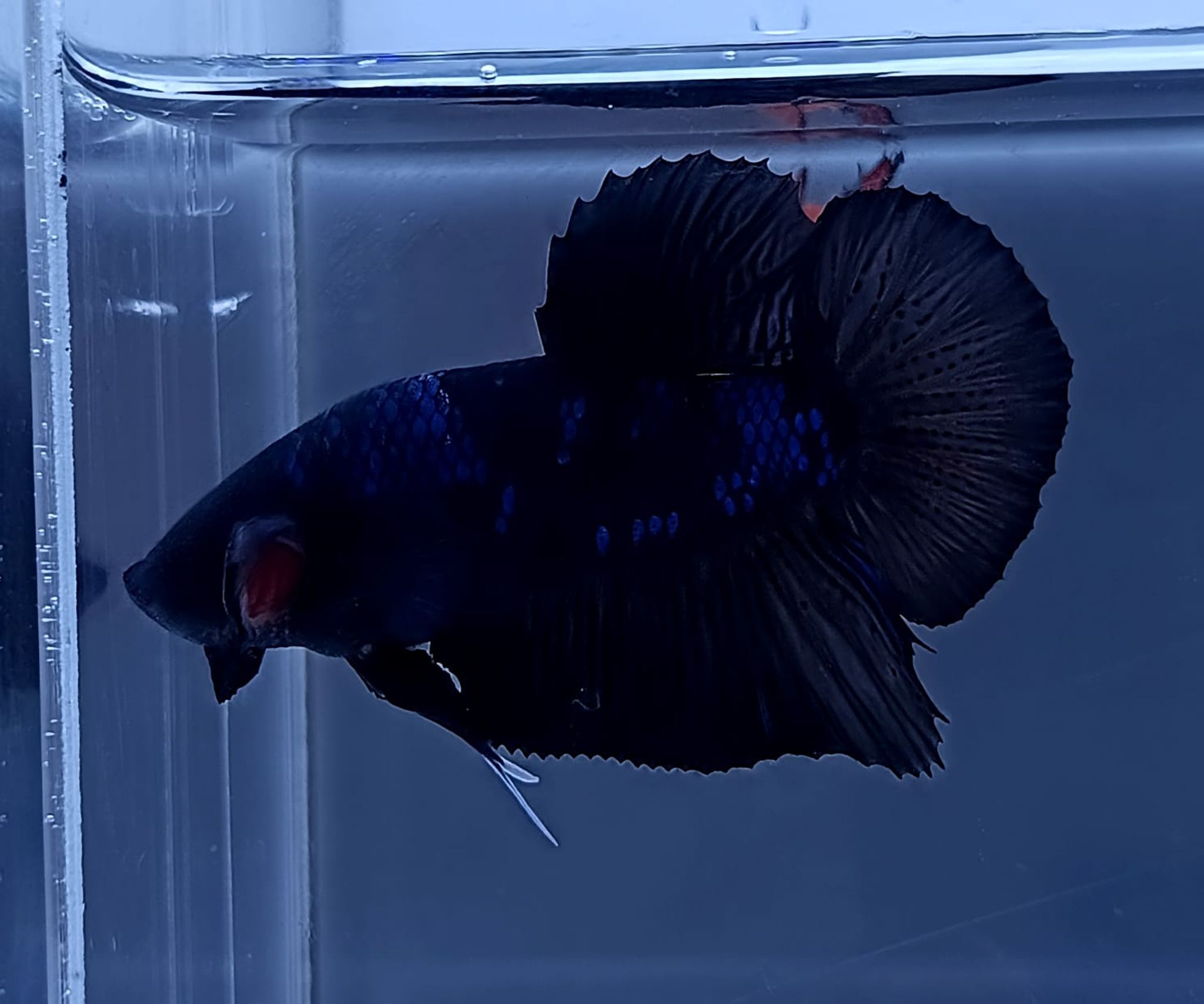 Avatar Giant Betta (Male)