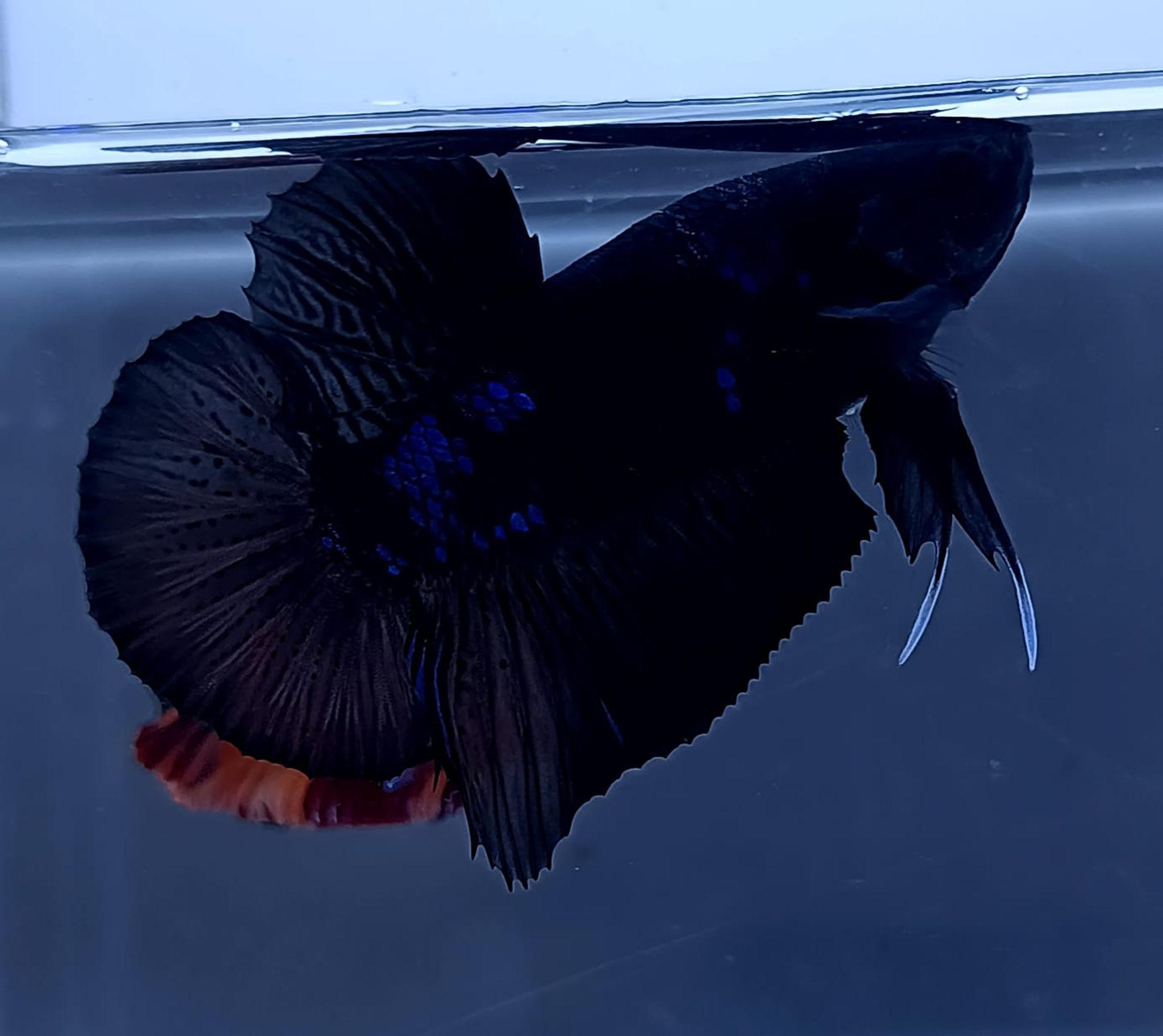 Avatar Giant Betta (Male)