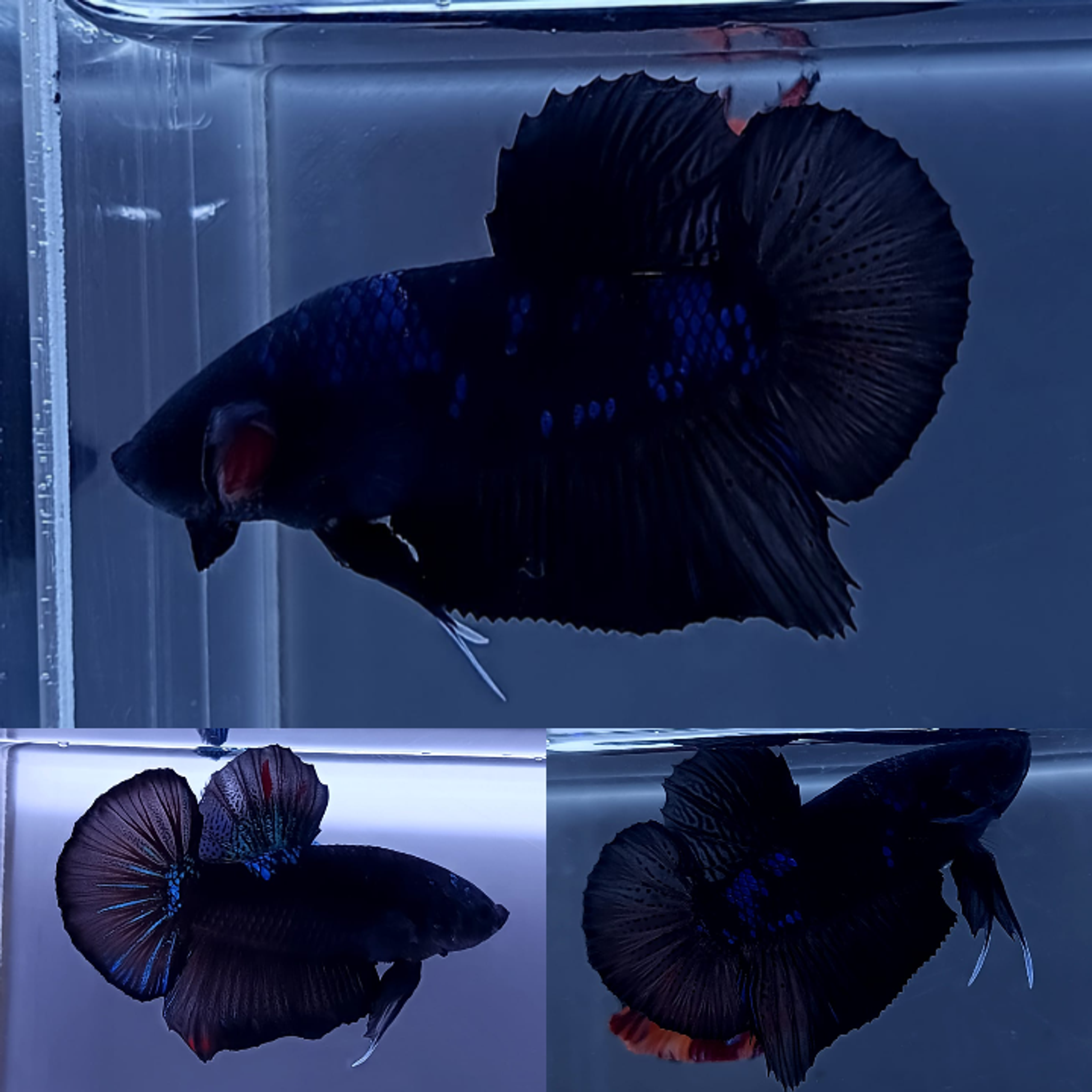 Avatar Giant Betta (Male)