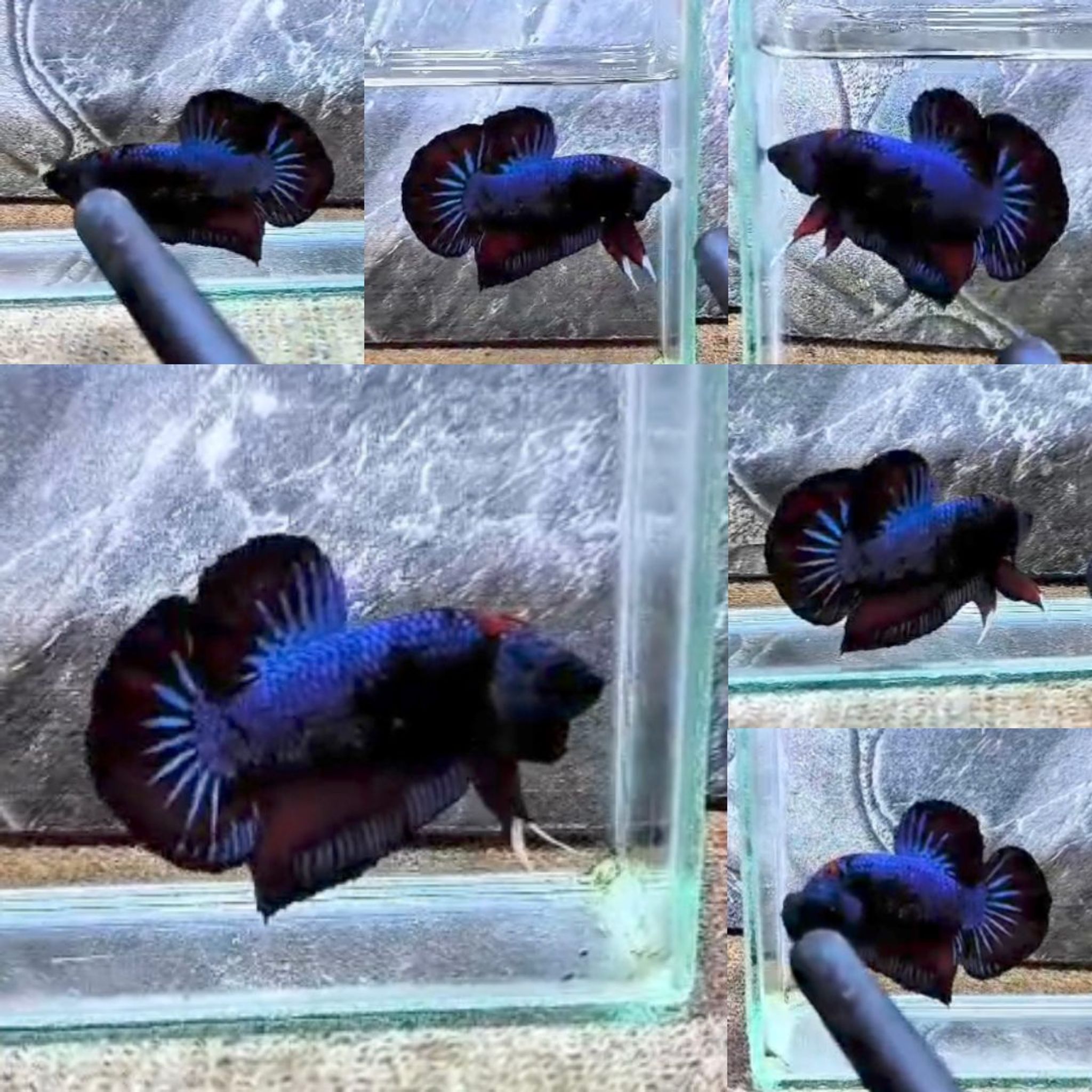 Avatar Giant Betta (Male)