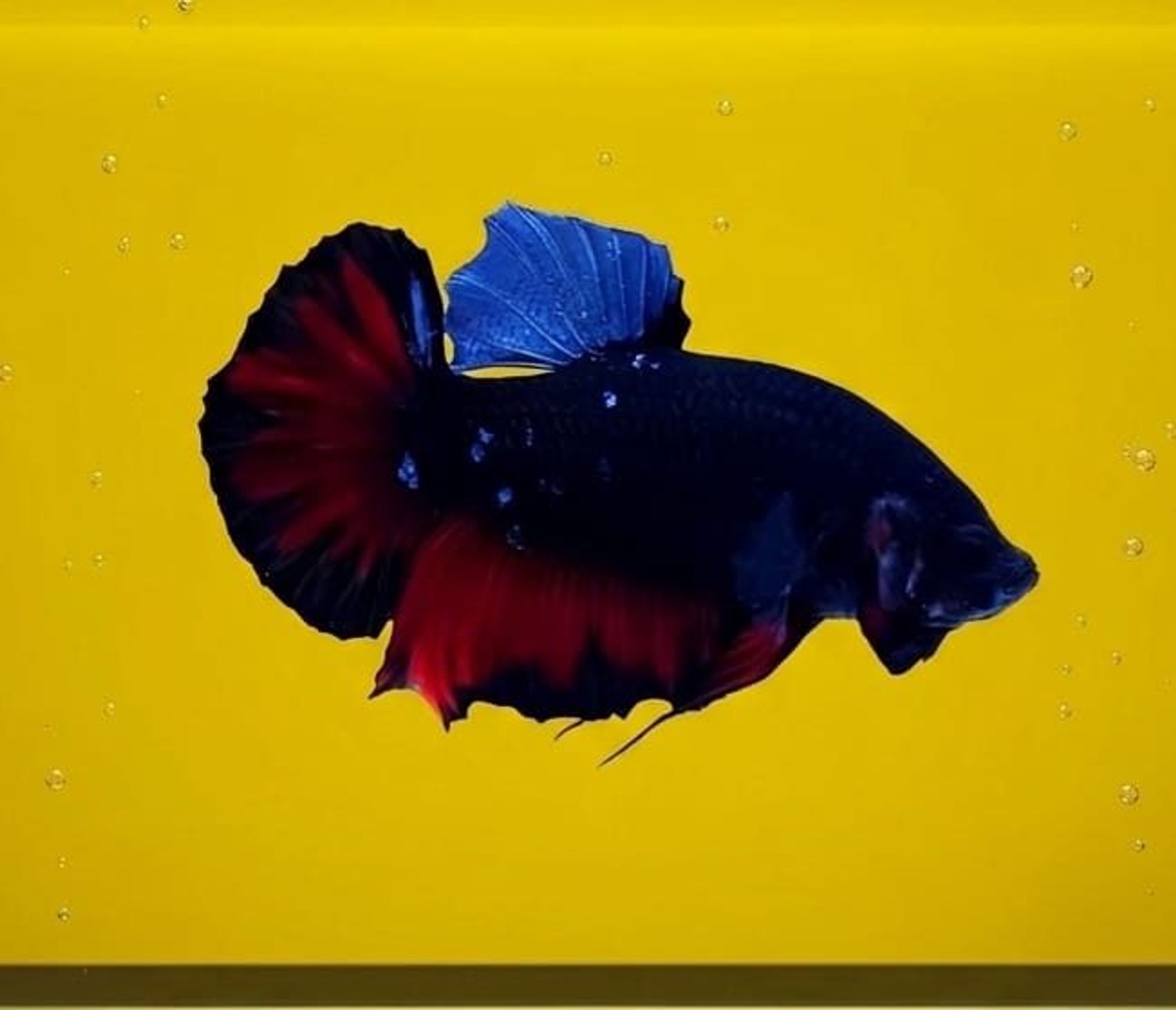 Avatar Giant Betta (Male)