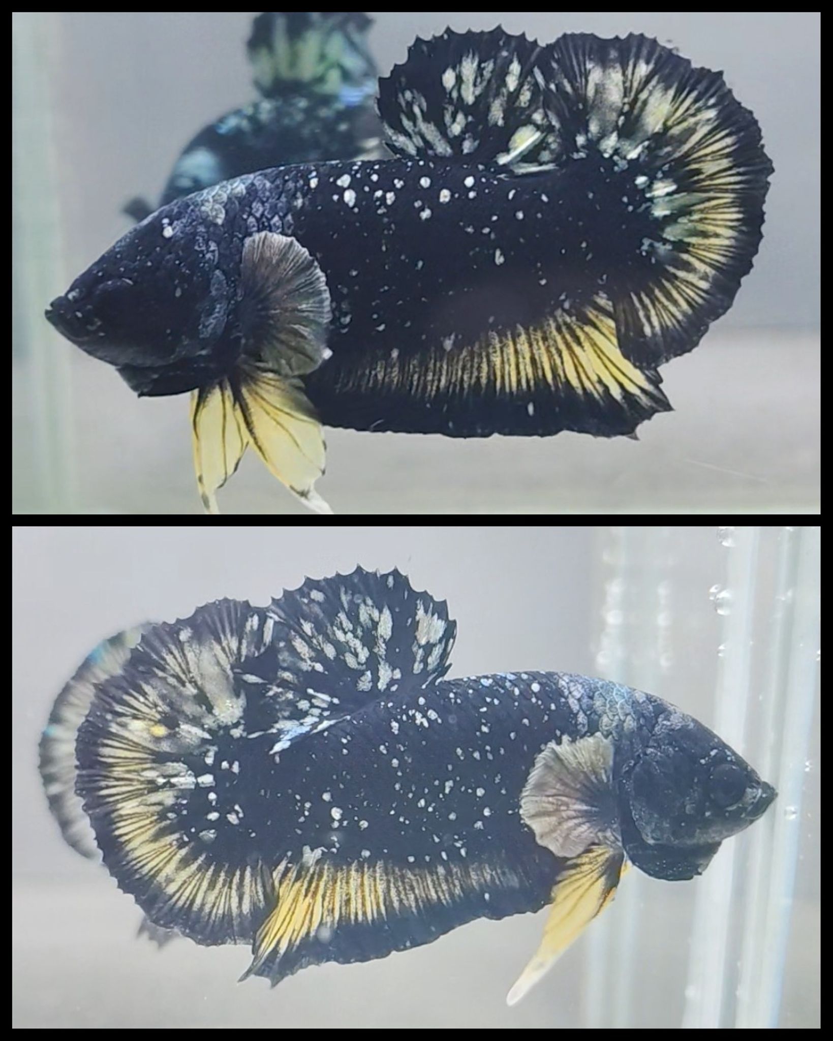 Avatar Sparkling Copper Gold