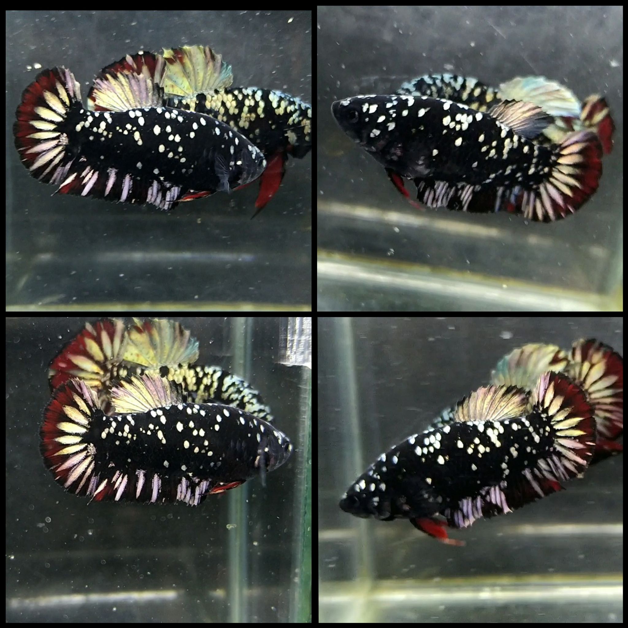 Avatar chromatic ( female )