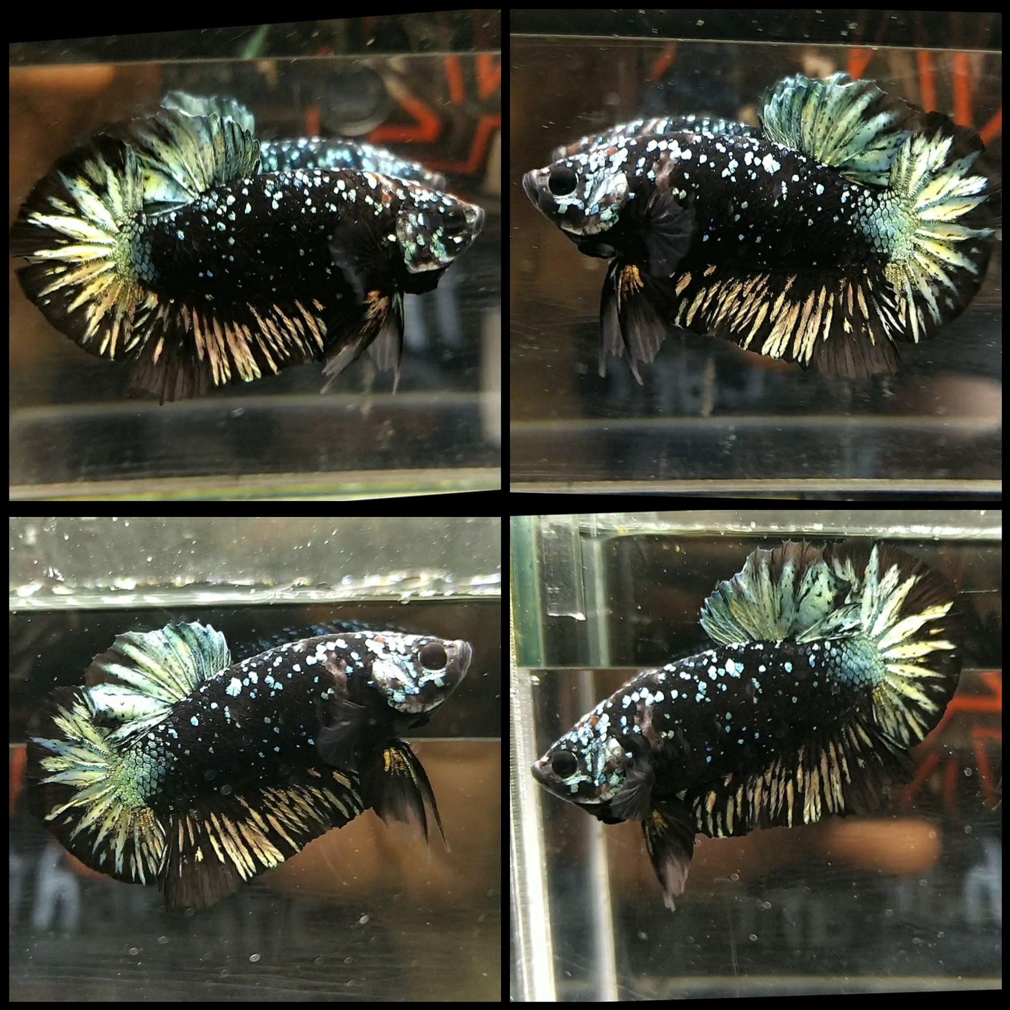 Avatar copper