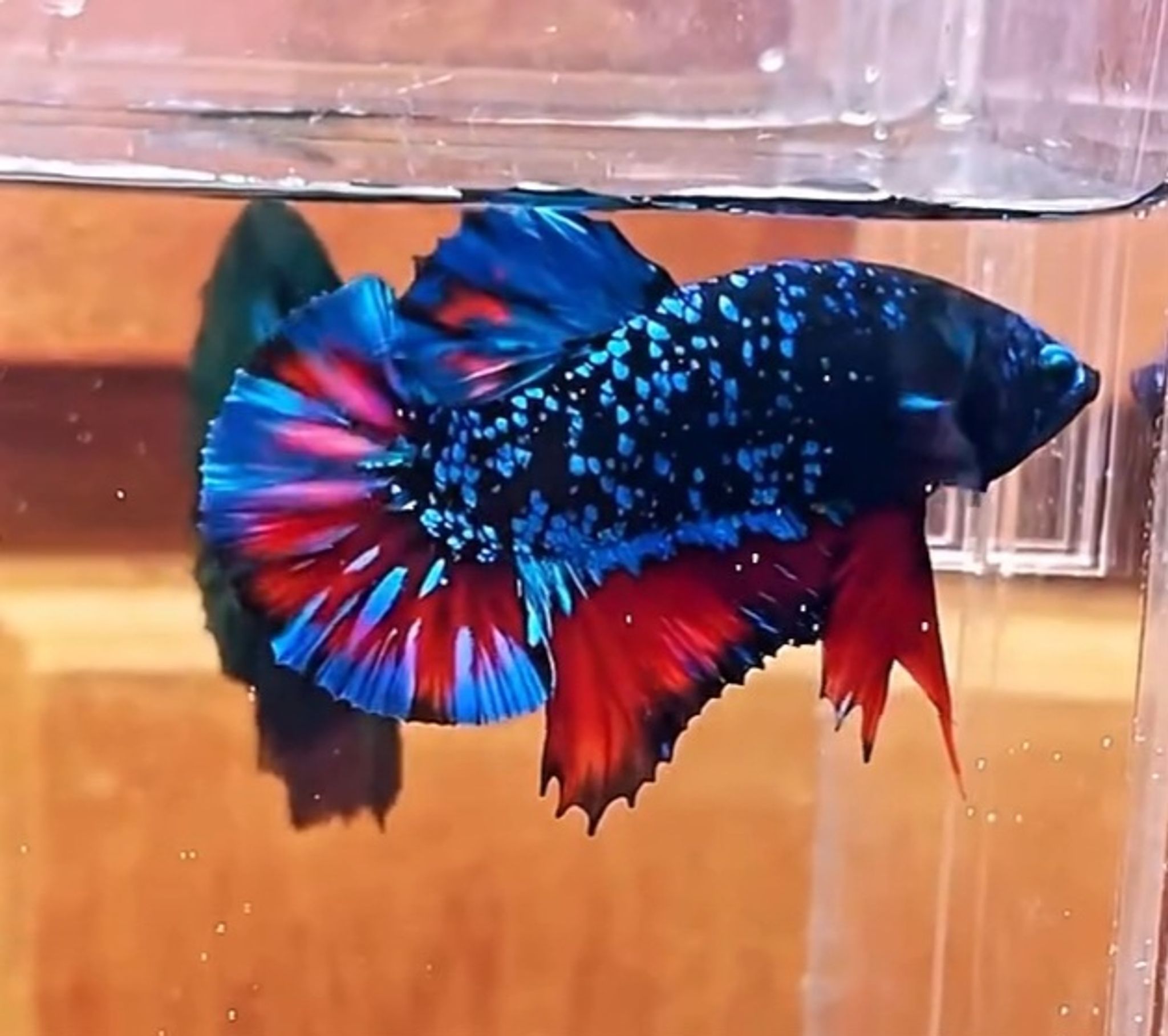 Avatar gordon
