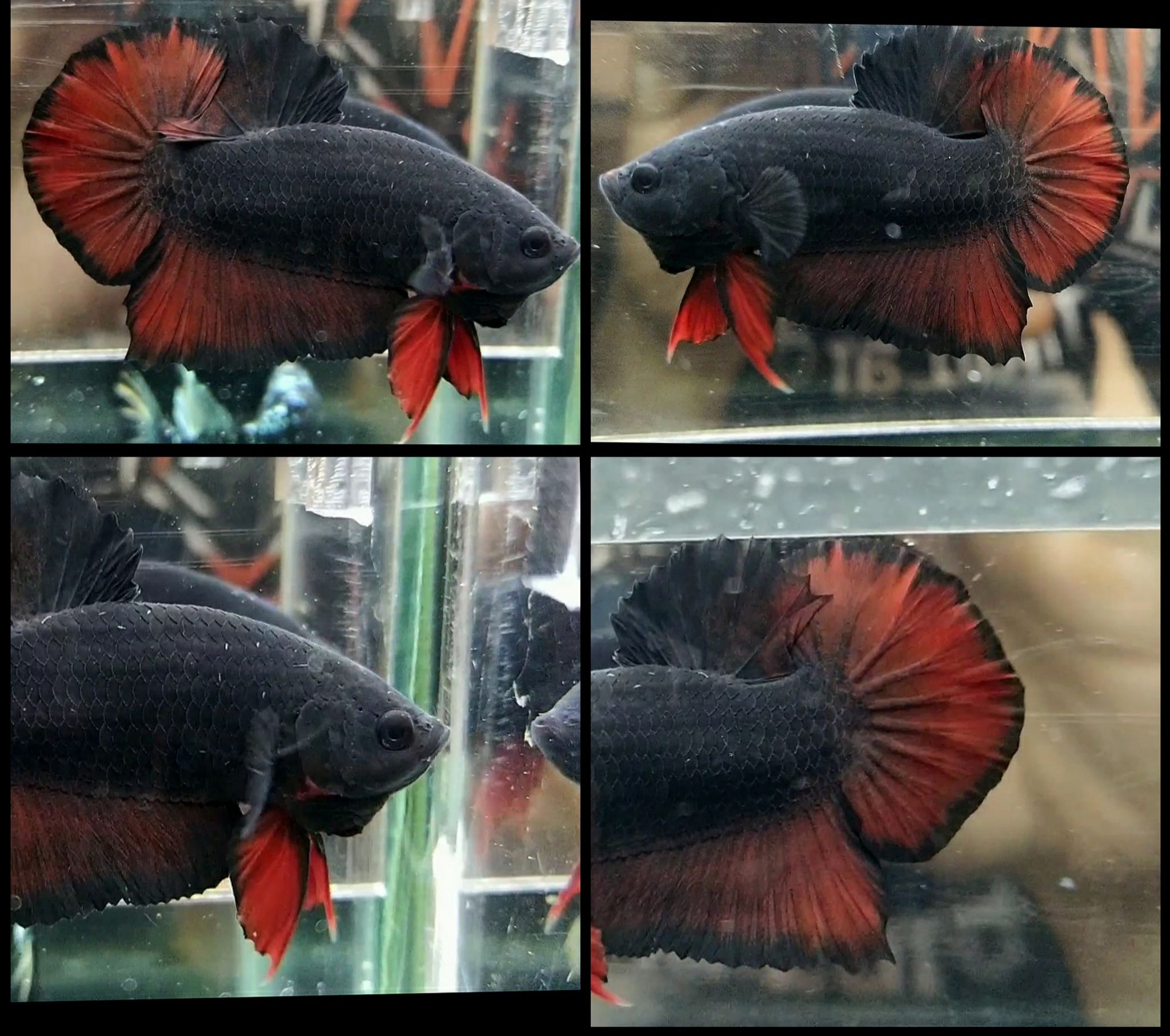 Avatar vampire