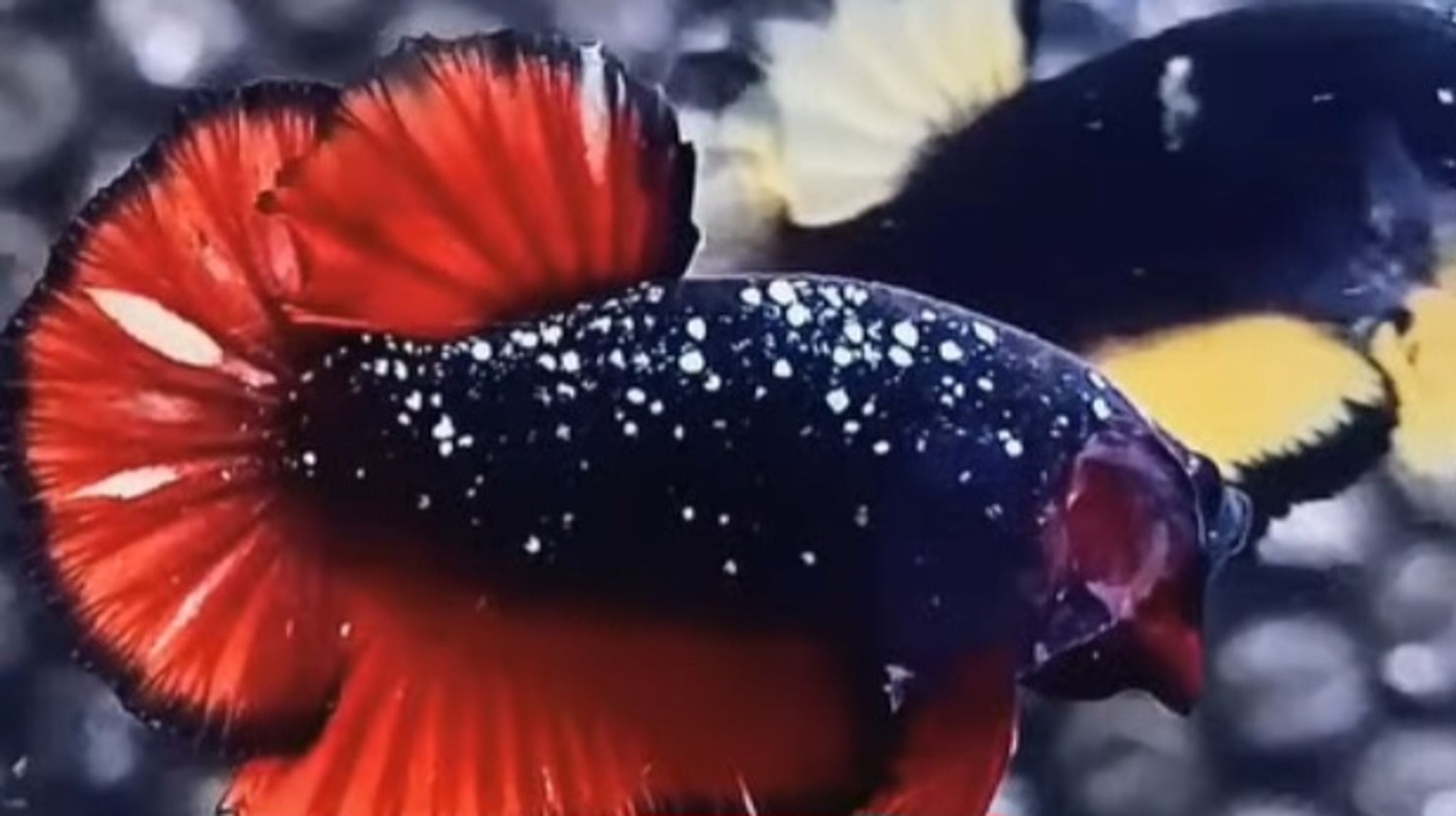 Avatar vampire luxury