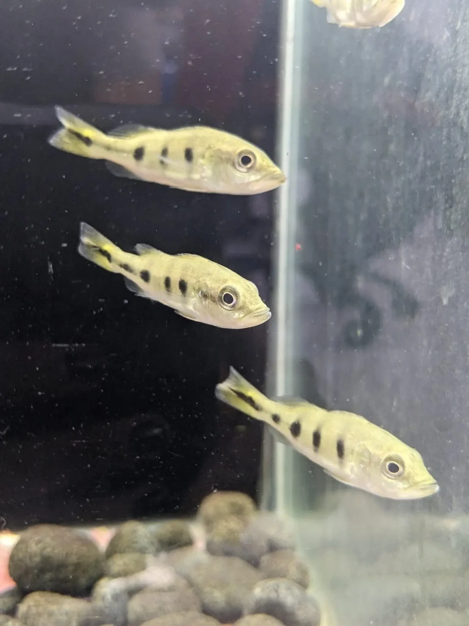 Azul Peacock Bass