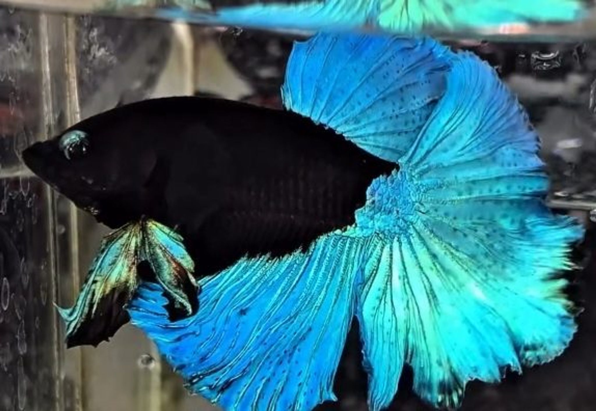 BBL VVIP(blue petals)
