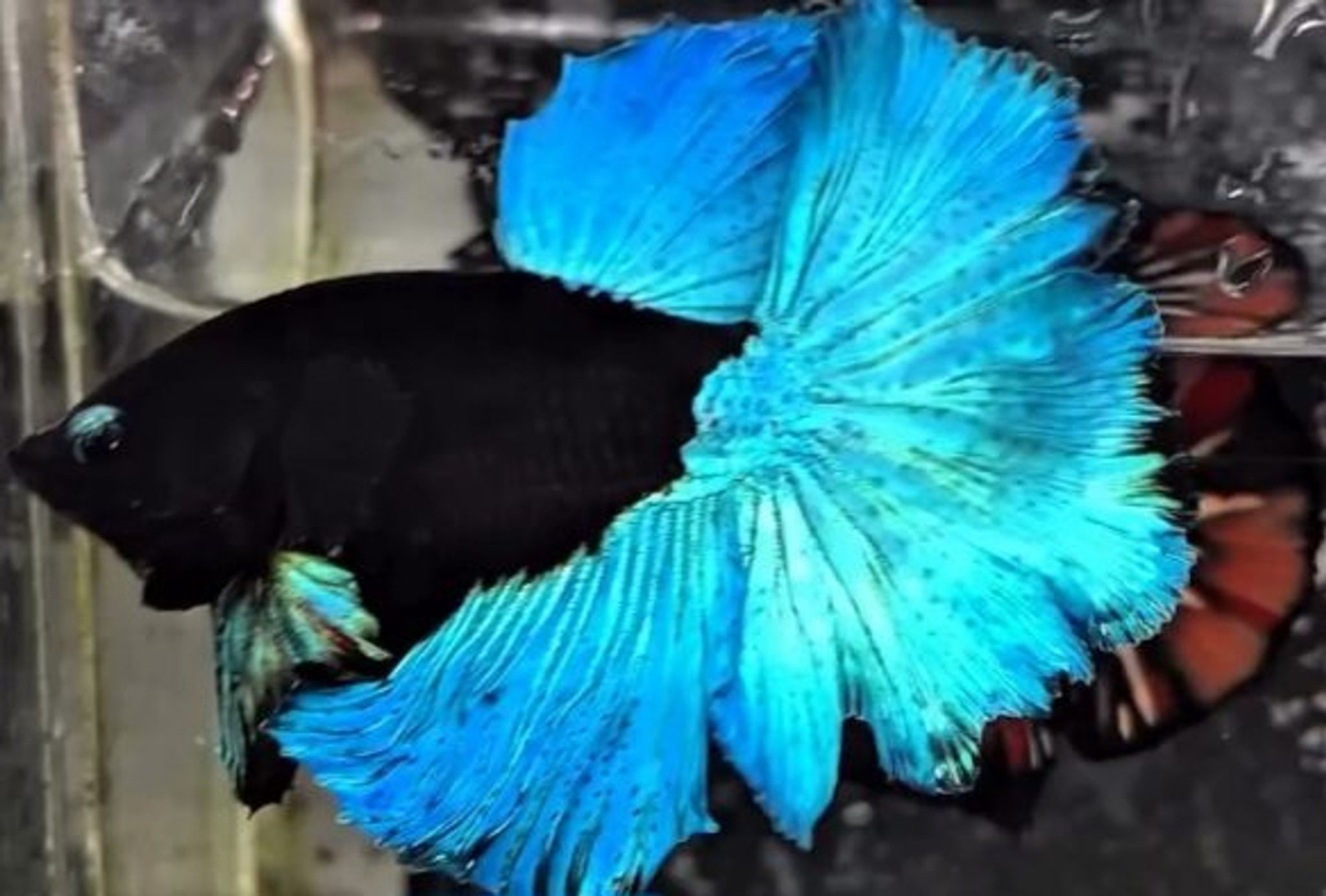 BBL VVIP(blue petals)