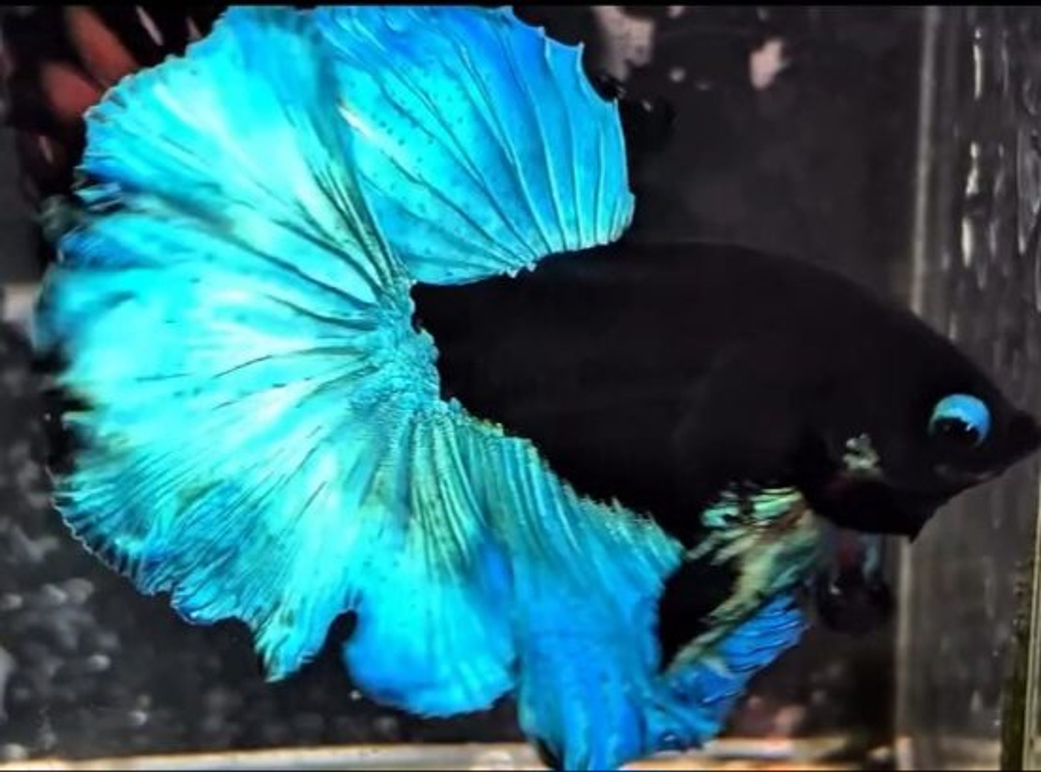 BBL VVIP(blue petals)