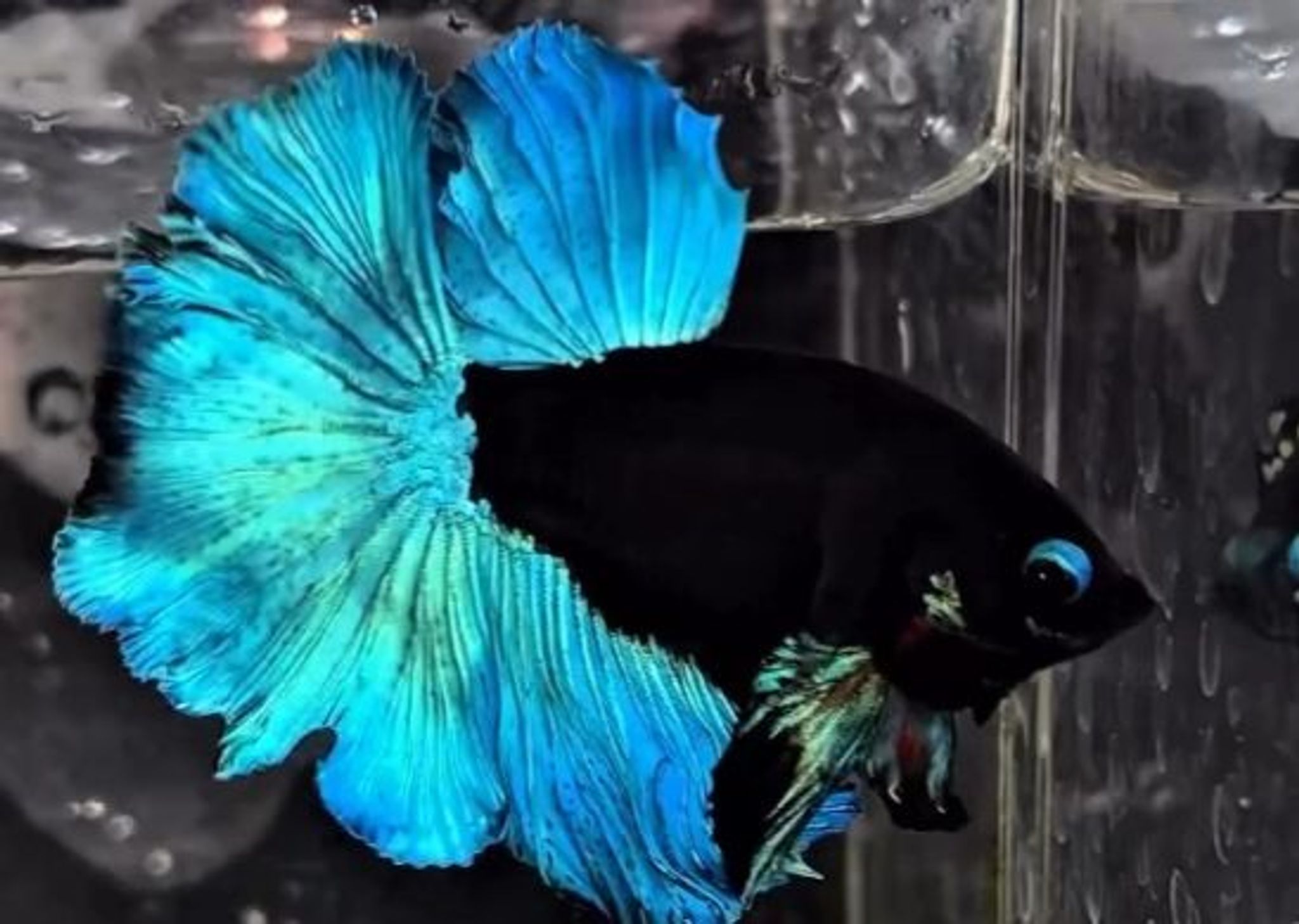 BBL VVIP(blue petals)