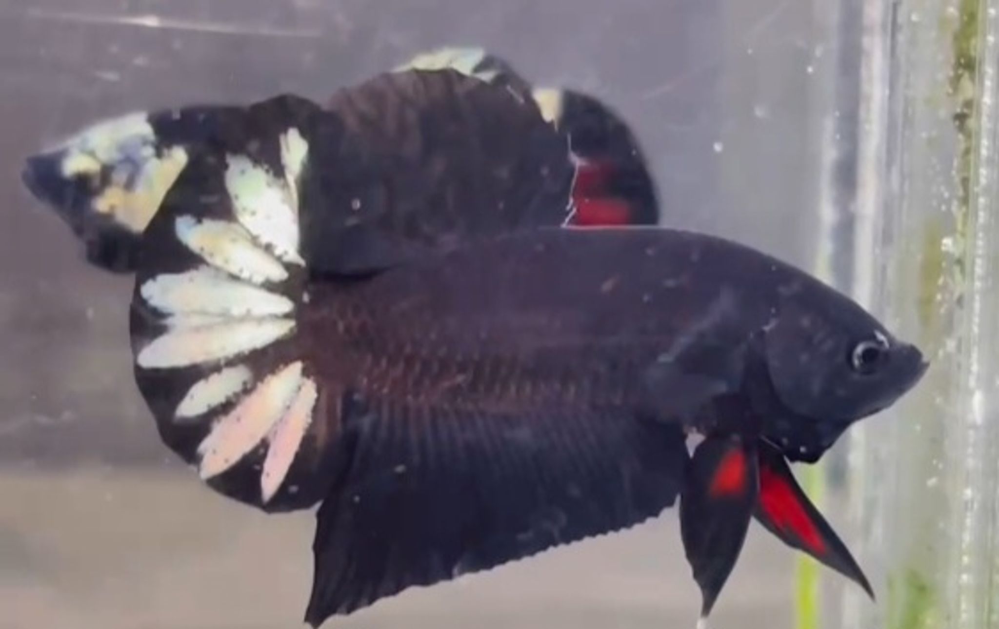 BCL(Black Copper Light)