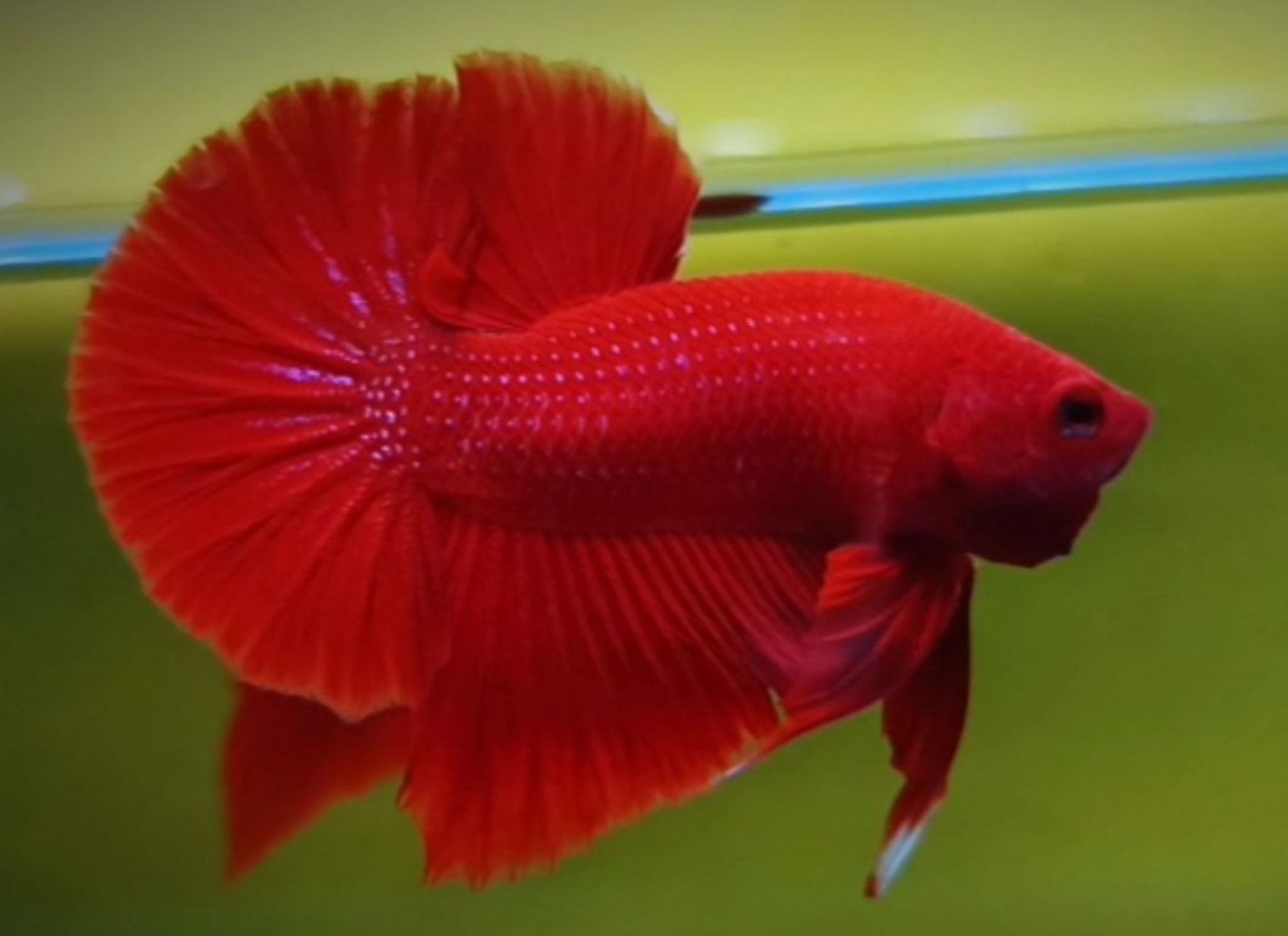 Higher Care RED HMPK BETTA