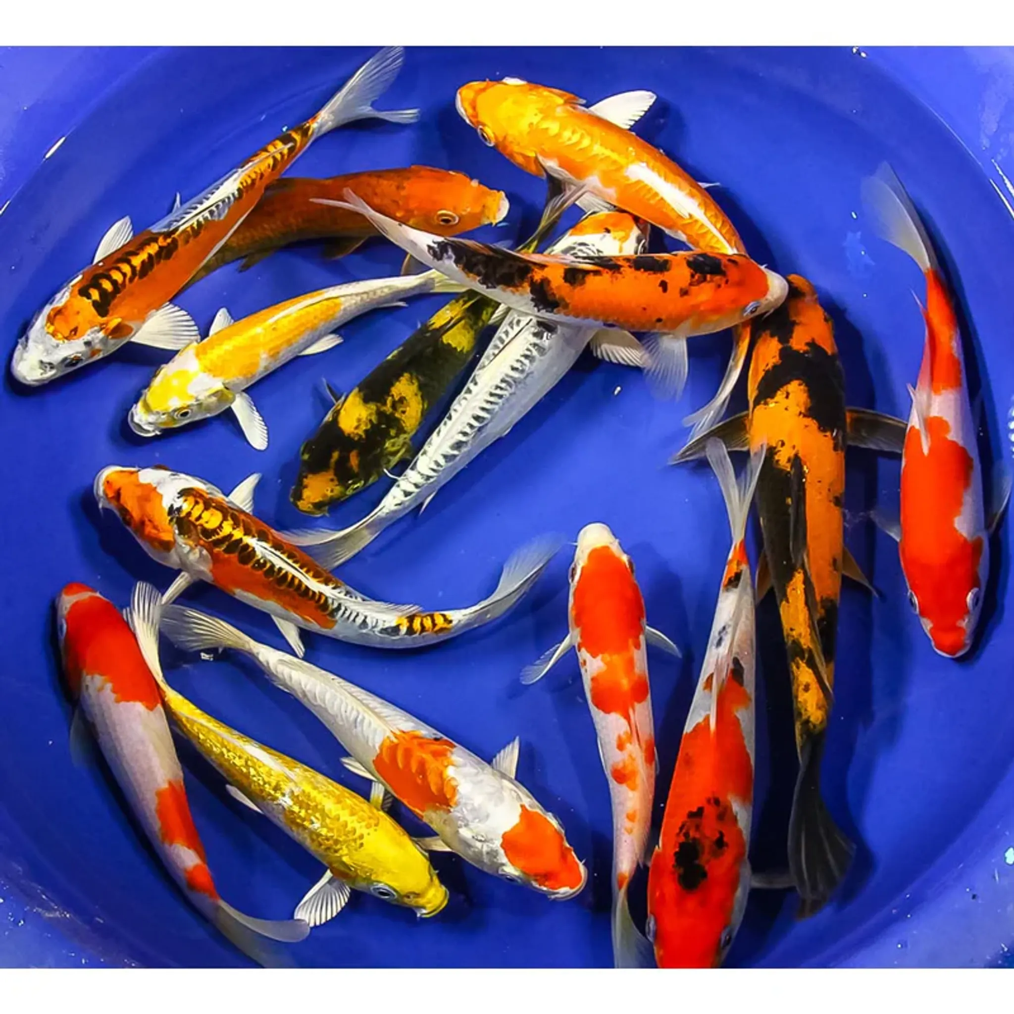 BIG ASSORTED KOI MIX COLOR