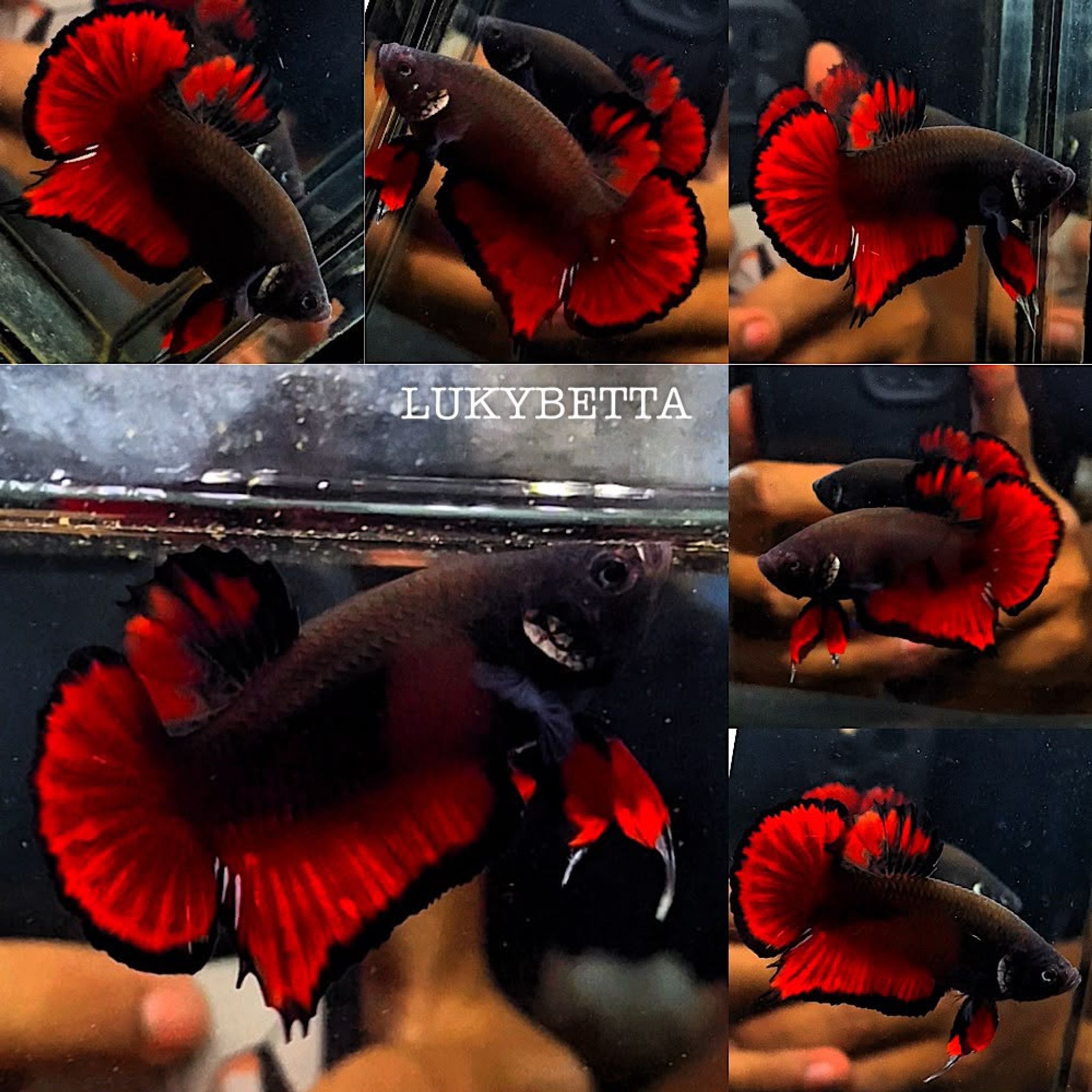 BLACK VAMPIRE