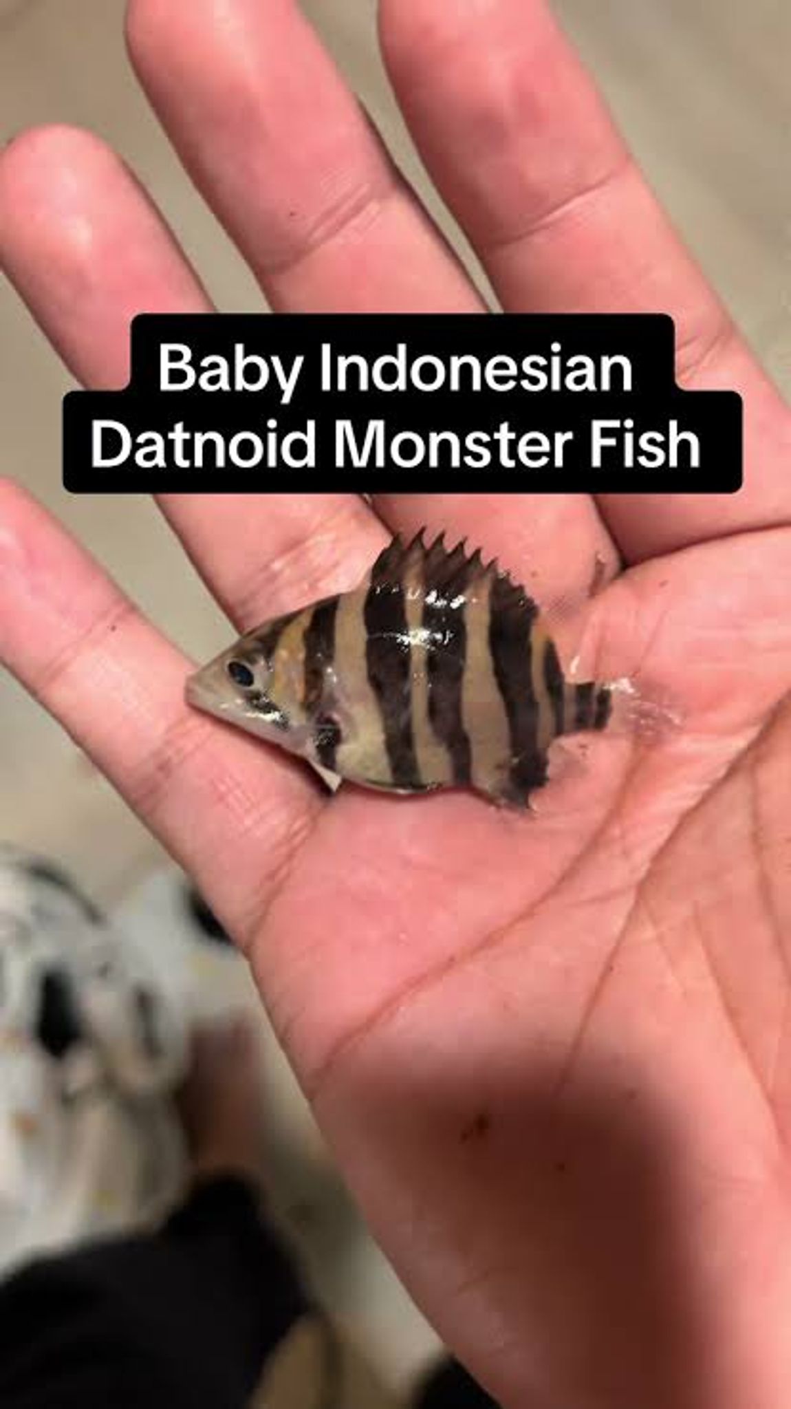 Baby Mix Bar Datnoid Tiger