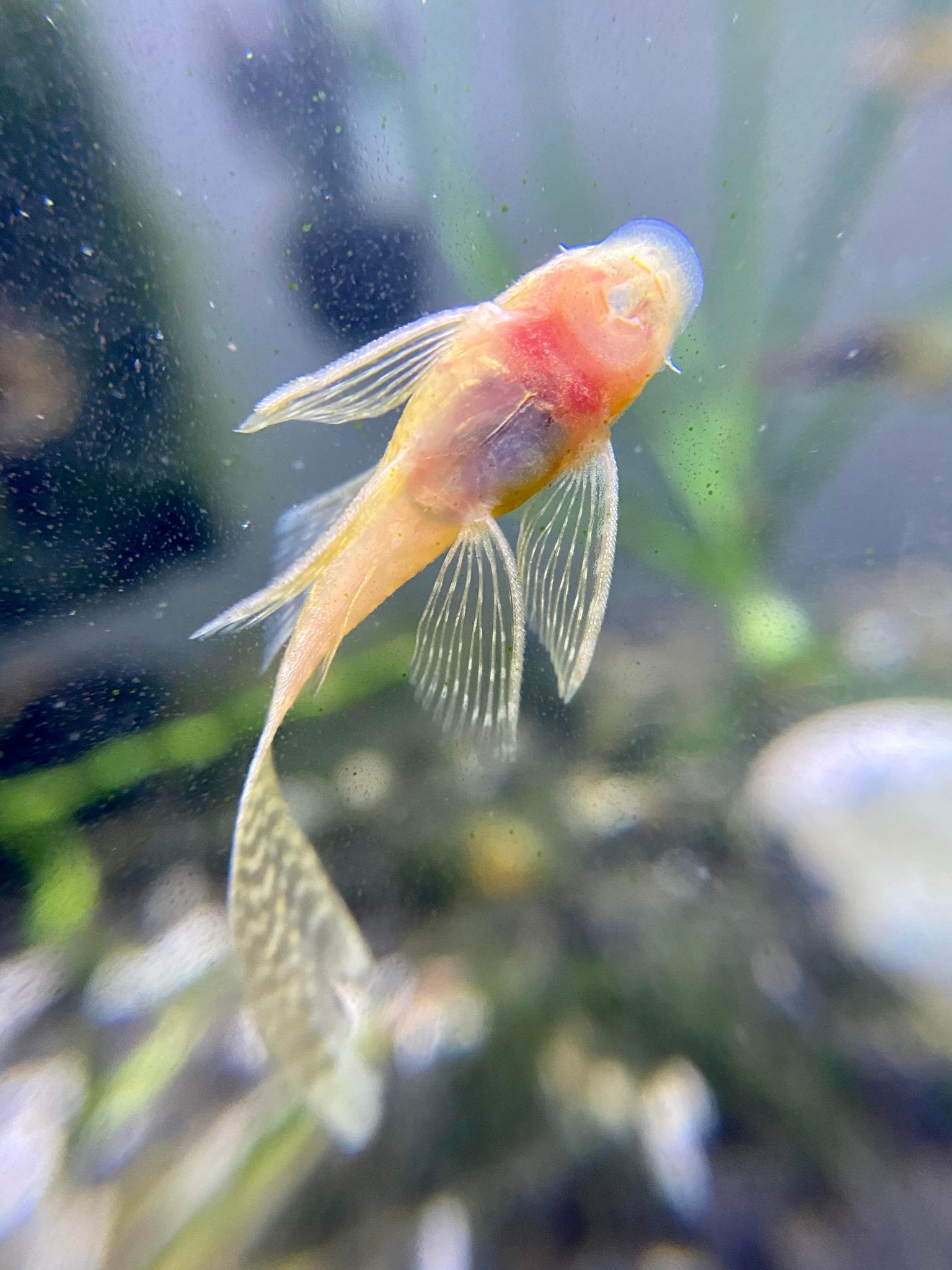Baby Albino Bristlenose Longfin Pleco