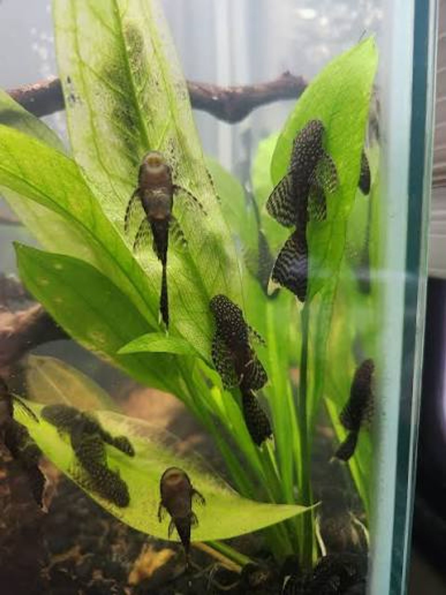 Baby Black Bristlenose Longfin Pleco