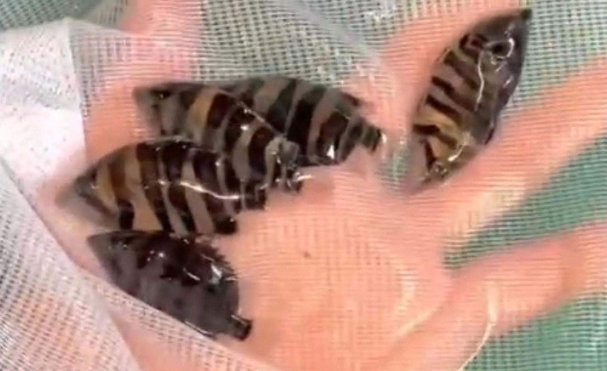 Baby Datnoide Tigerfish