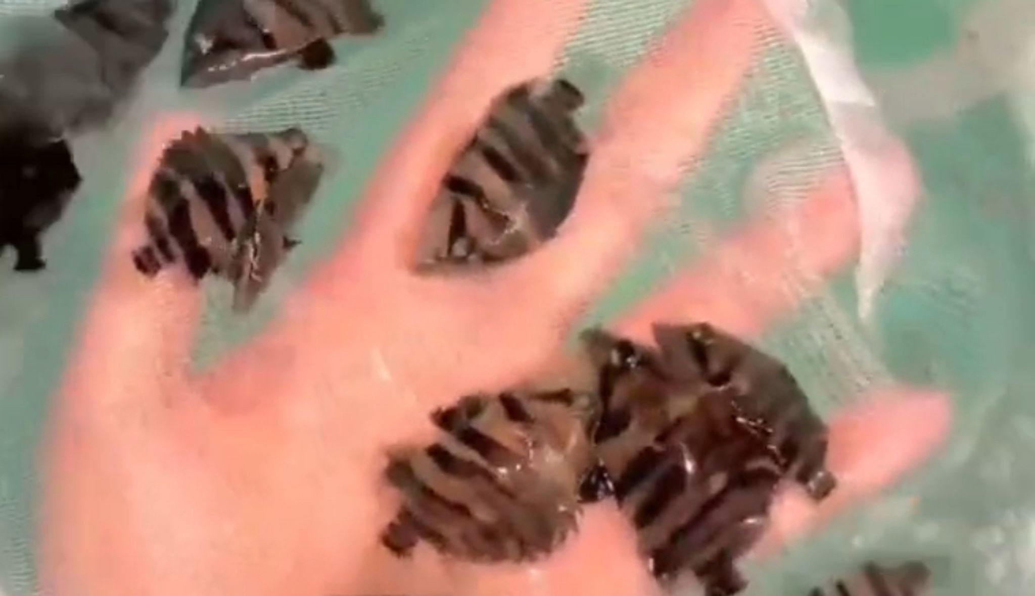 Baby Datnoide Tigerfish