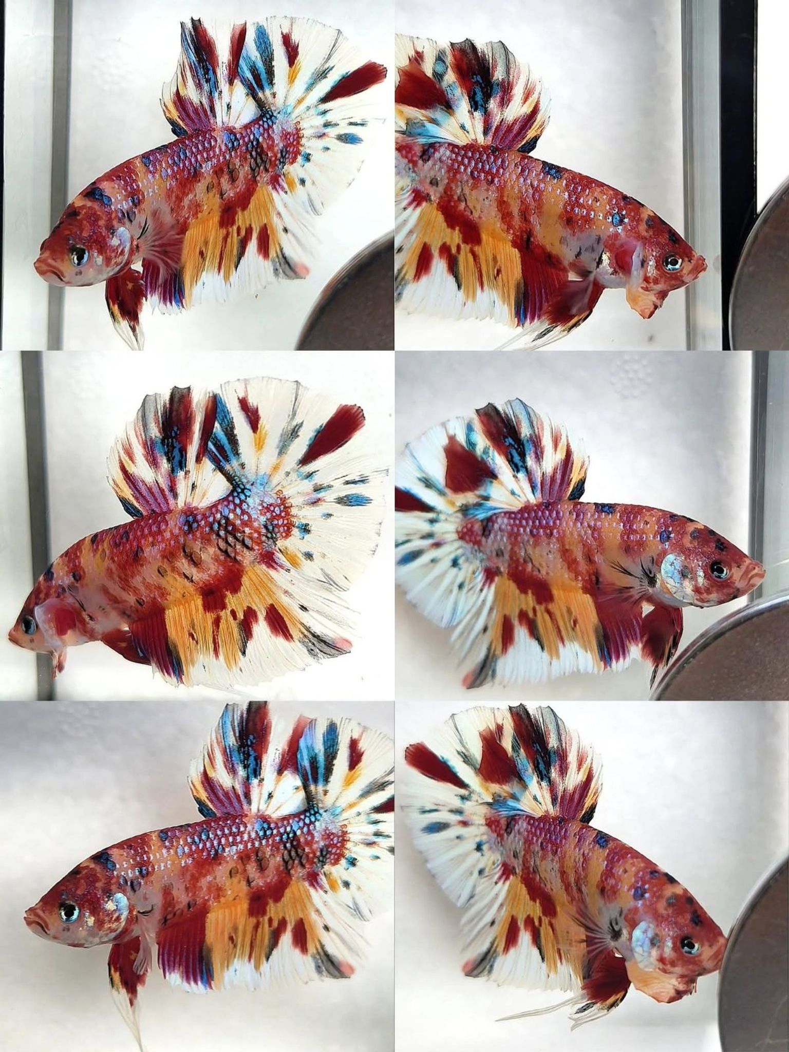 Baby Giant multi candy metalic 🌈