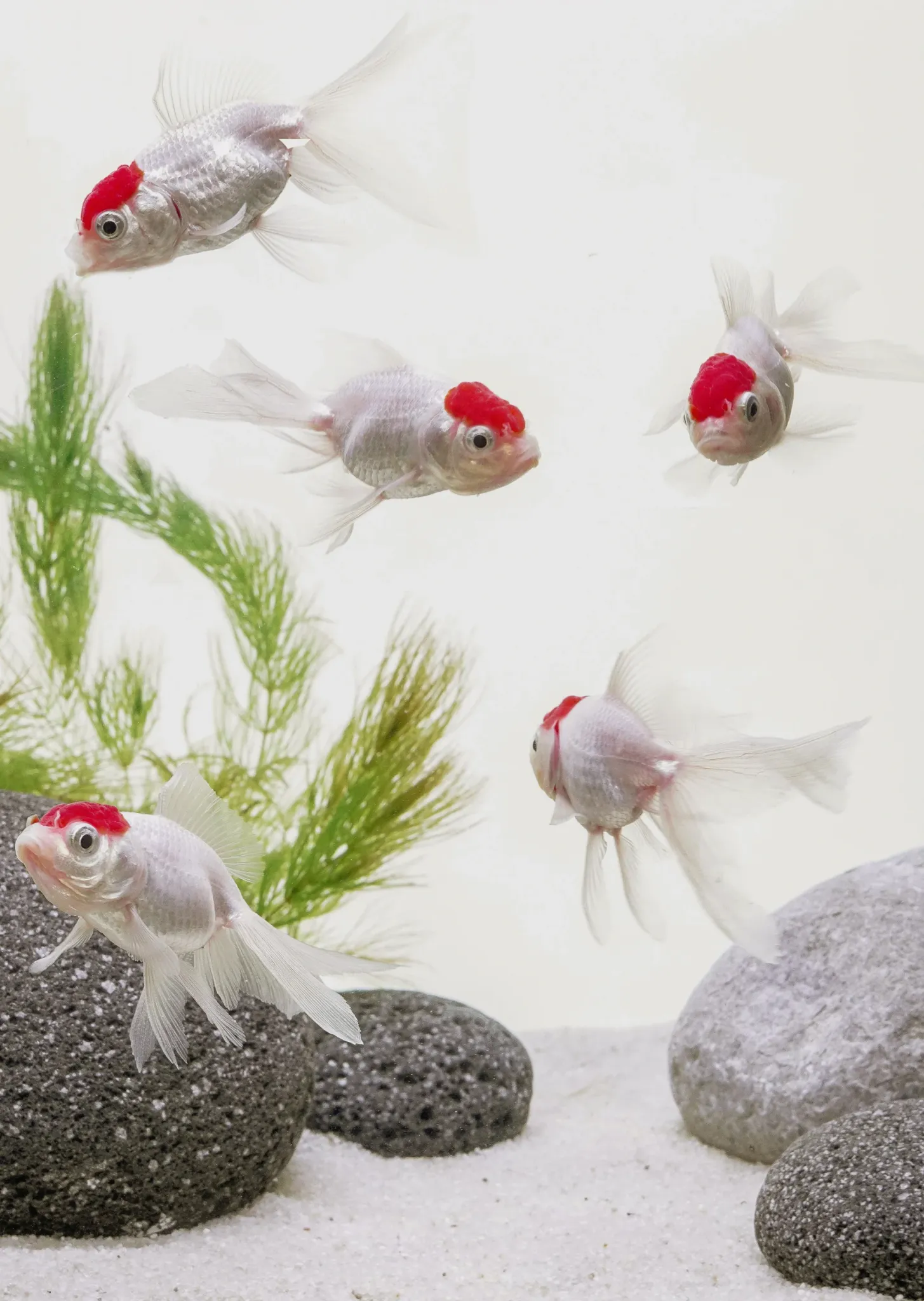Baby Red Cap Goldfish