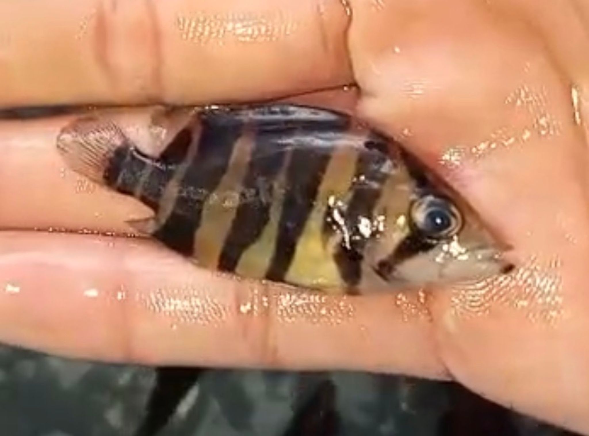 Baby Sumatra Tiger Datnoide