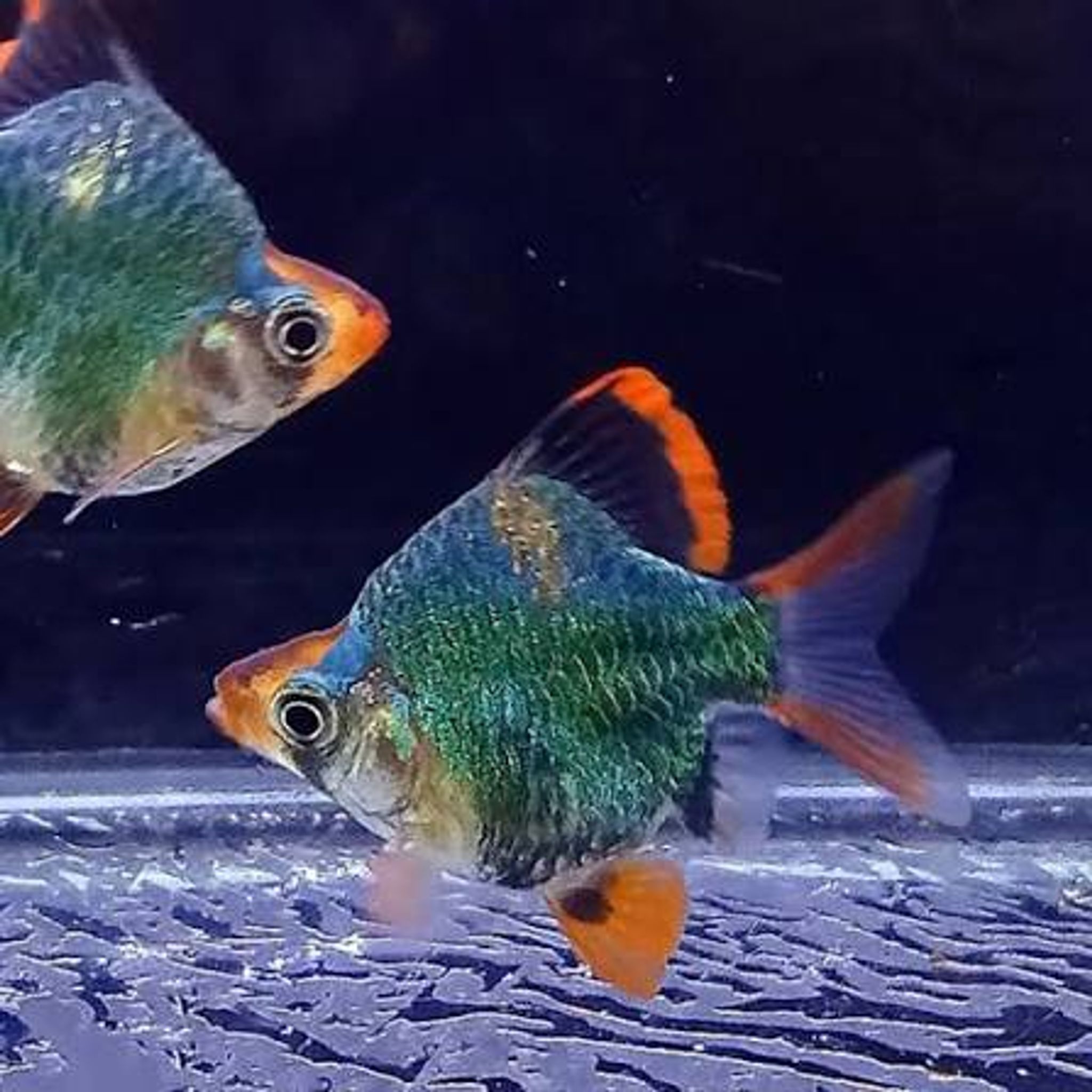 Balloon Green Tiger Barb