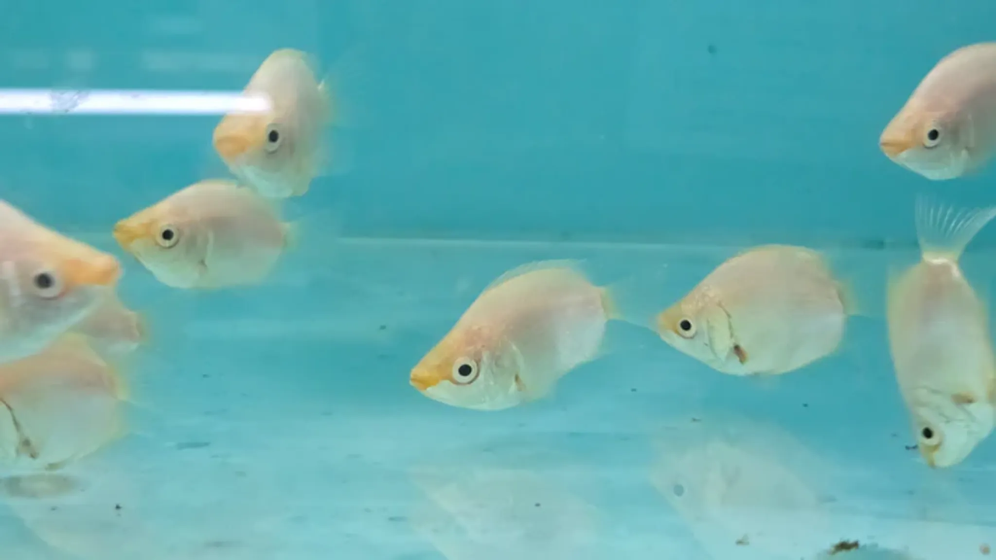 Balloon Kissing gourami 4-5cm