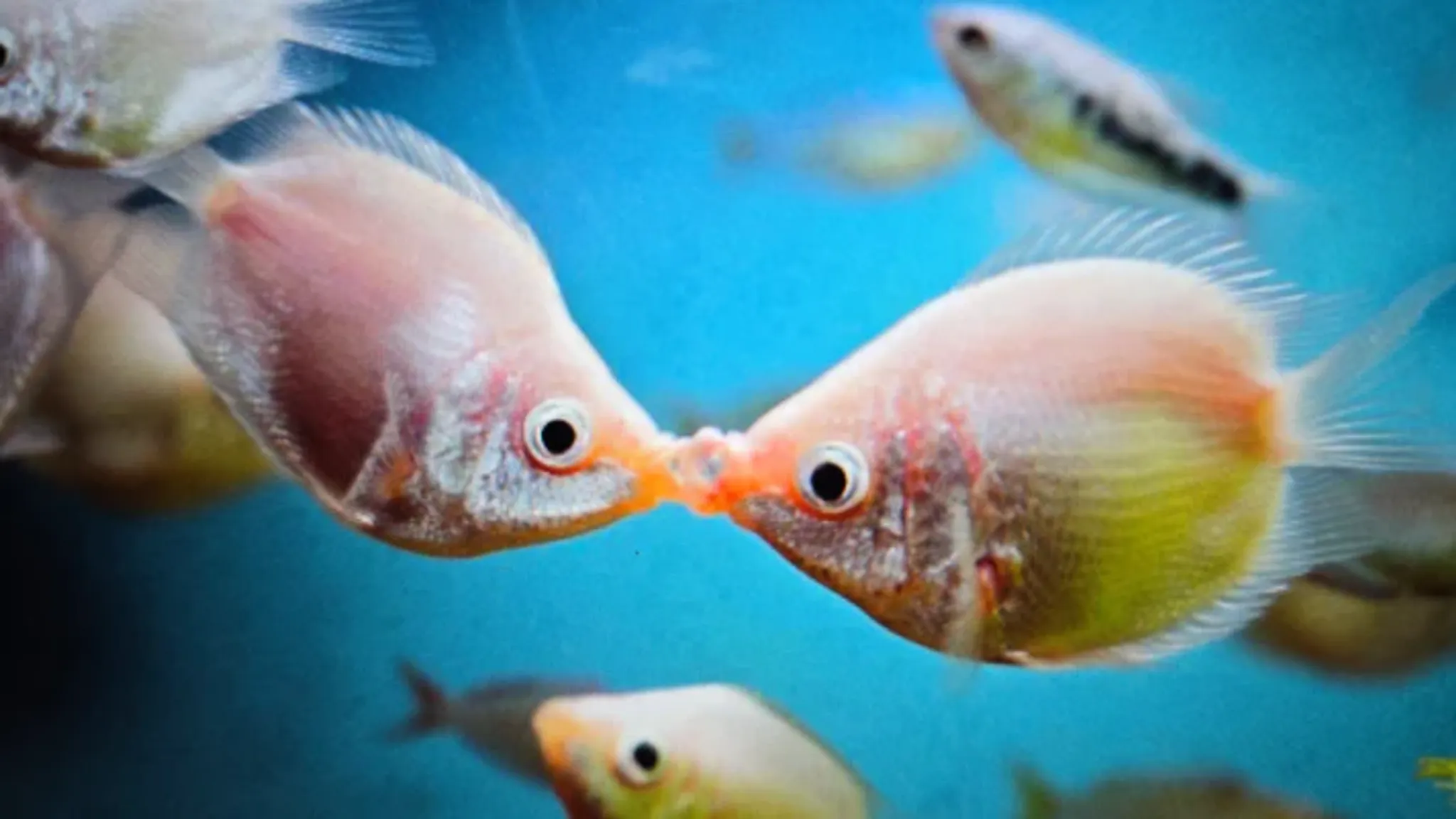 Balloon Kissing gourami 4-5cm
