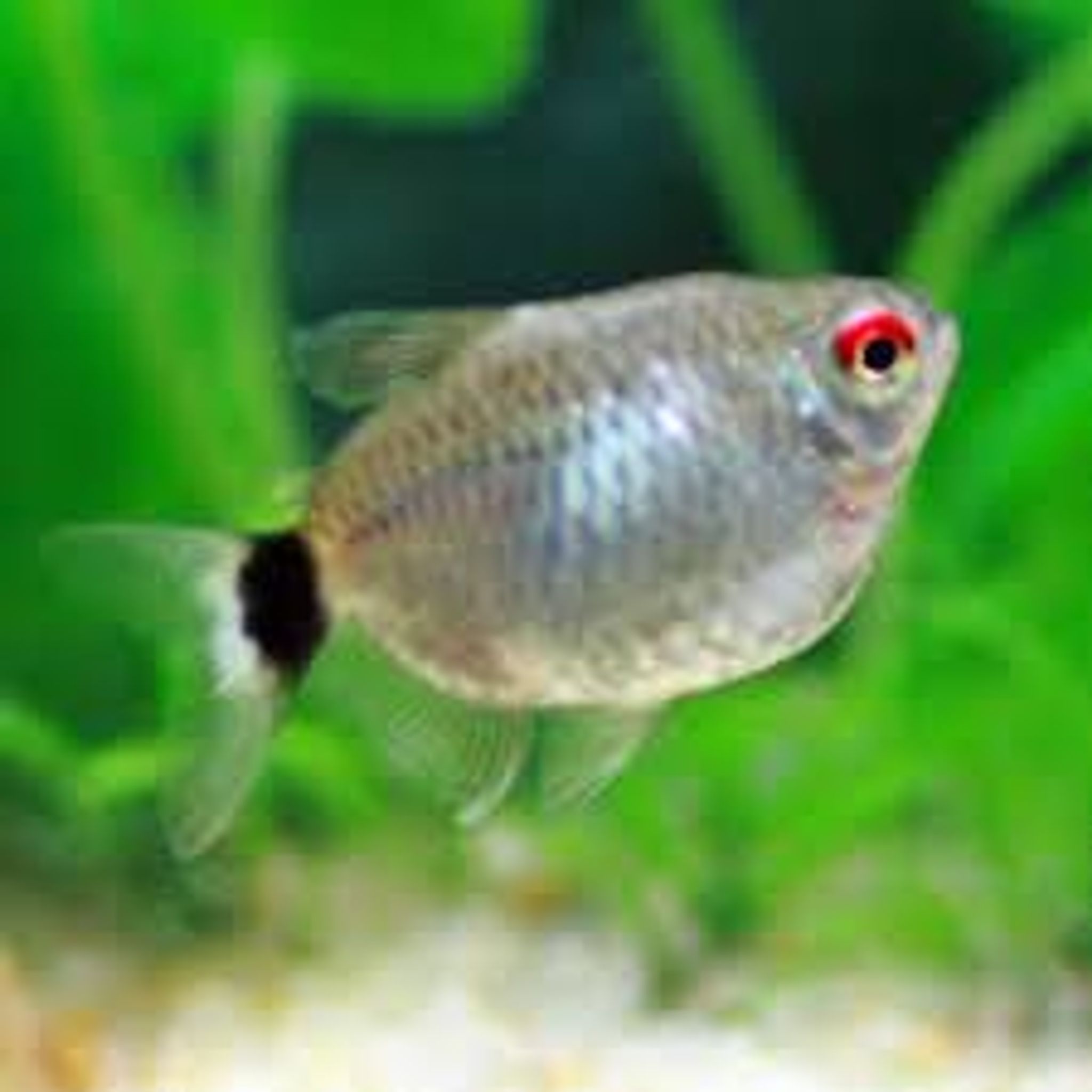 Balloon Red Eyes Tetra L