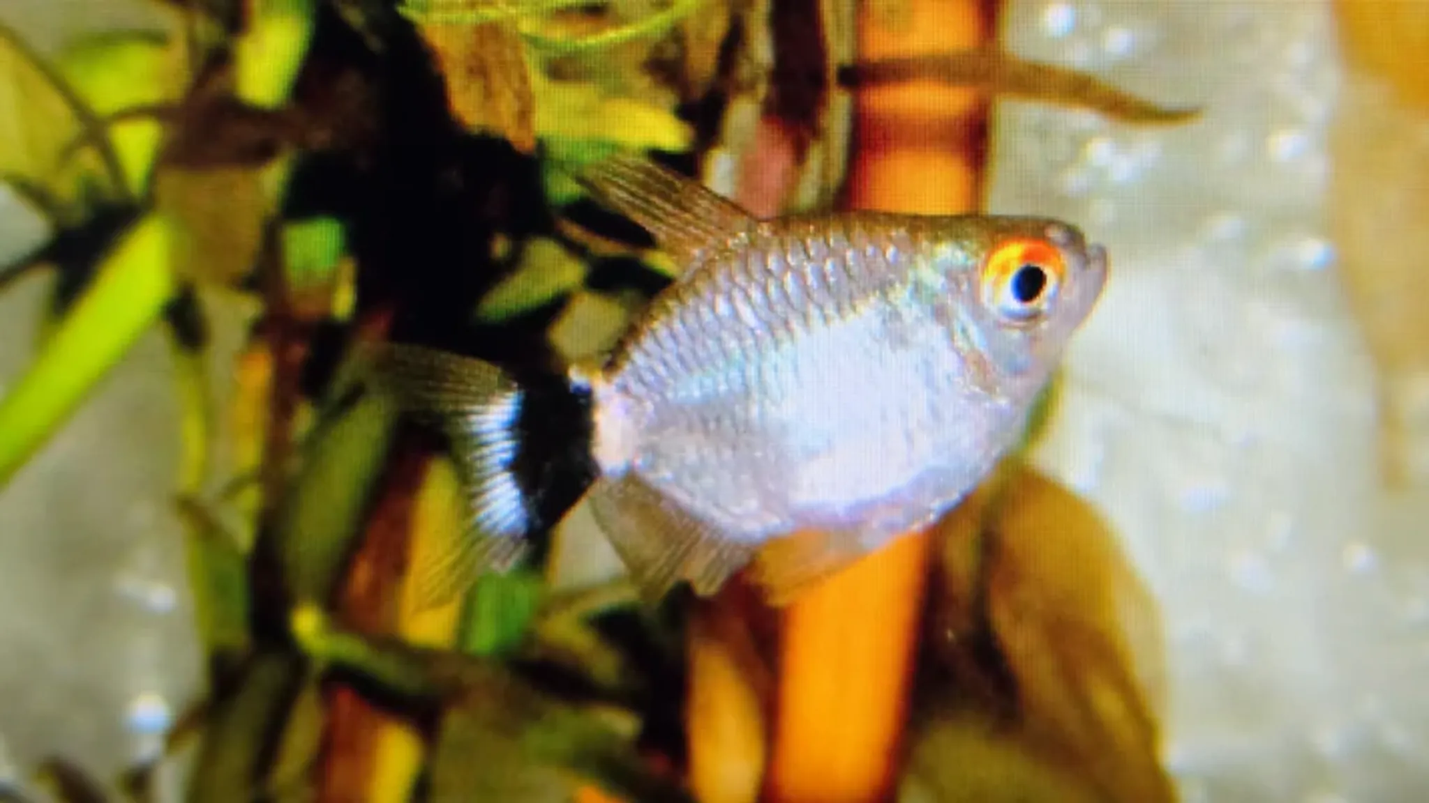 Balloon red eye tetra 2cm