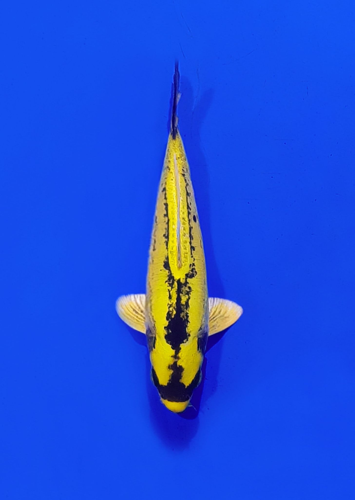 Banana Koi