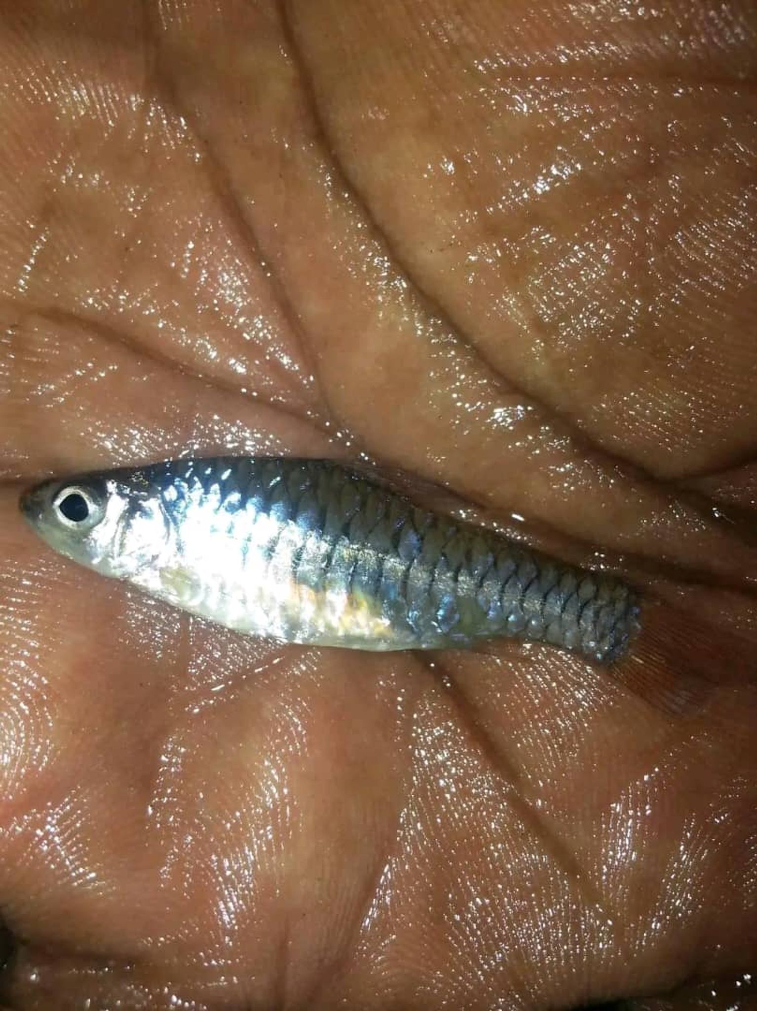 Barbu Threadfin (Polydactylus Virginicus)