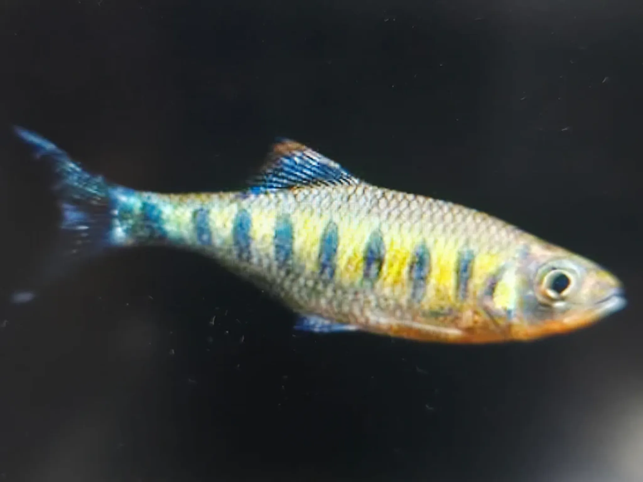 Barilius ardens 3-4cm