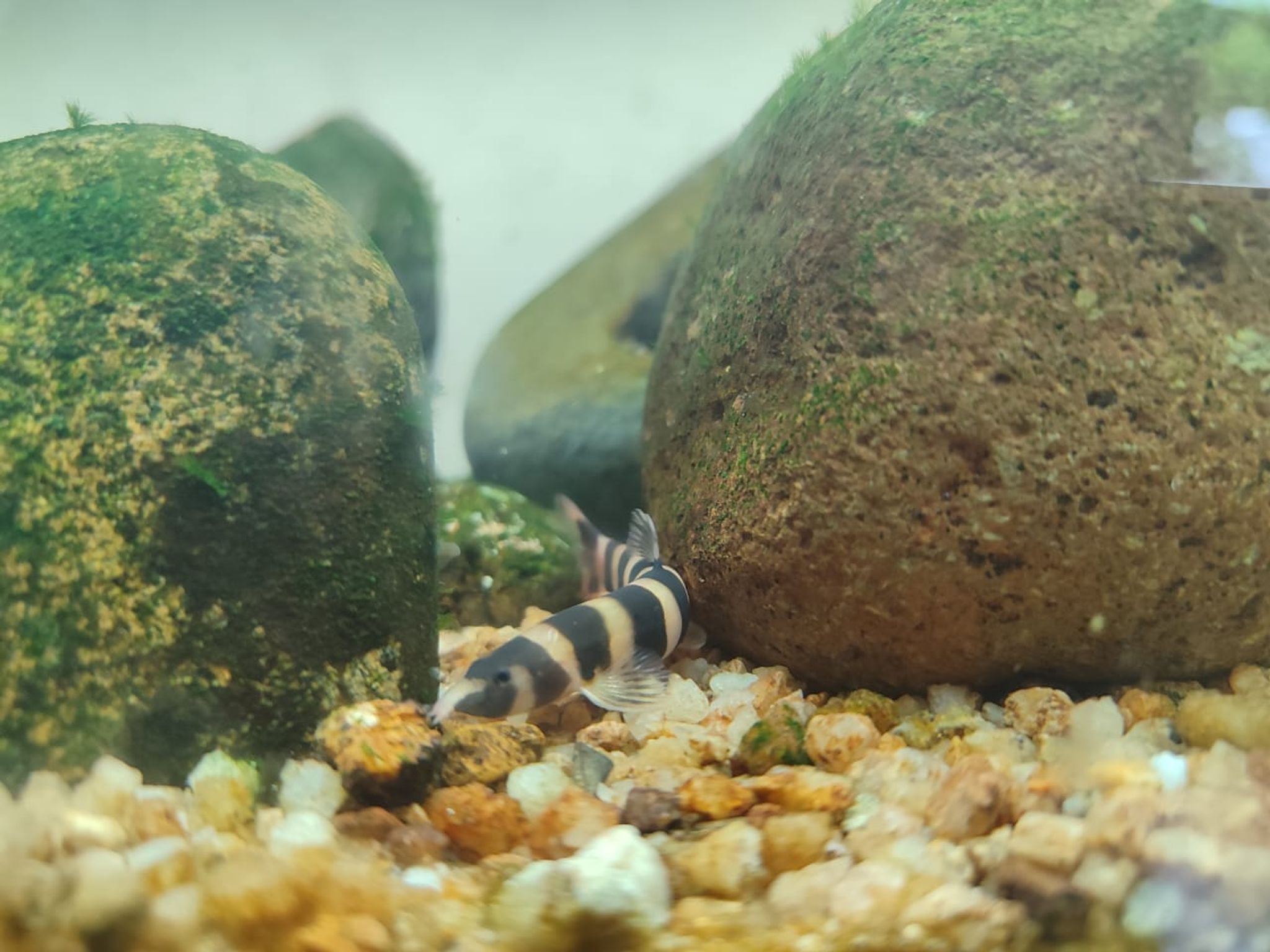 Barito Loach (Kapuasia Falaris)