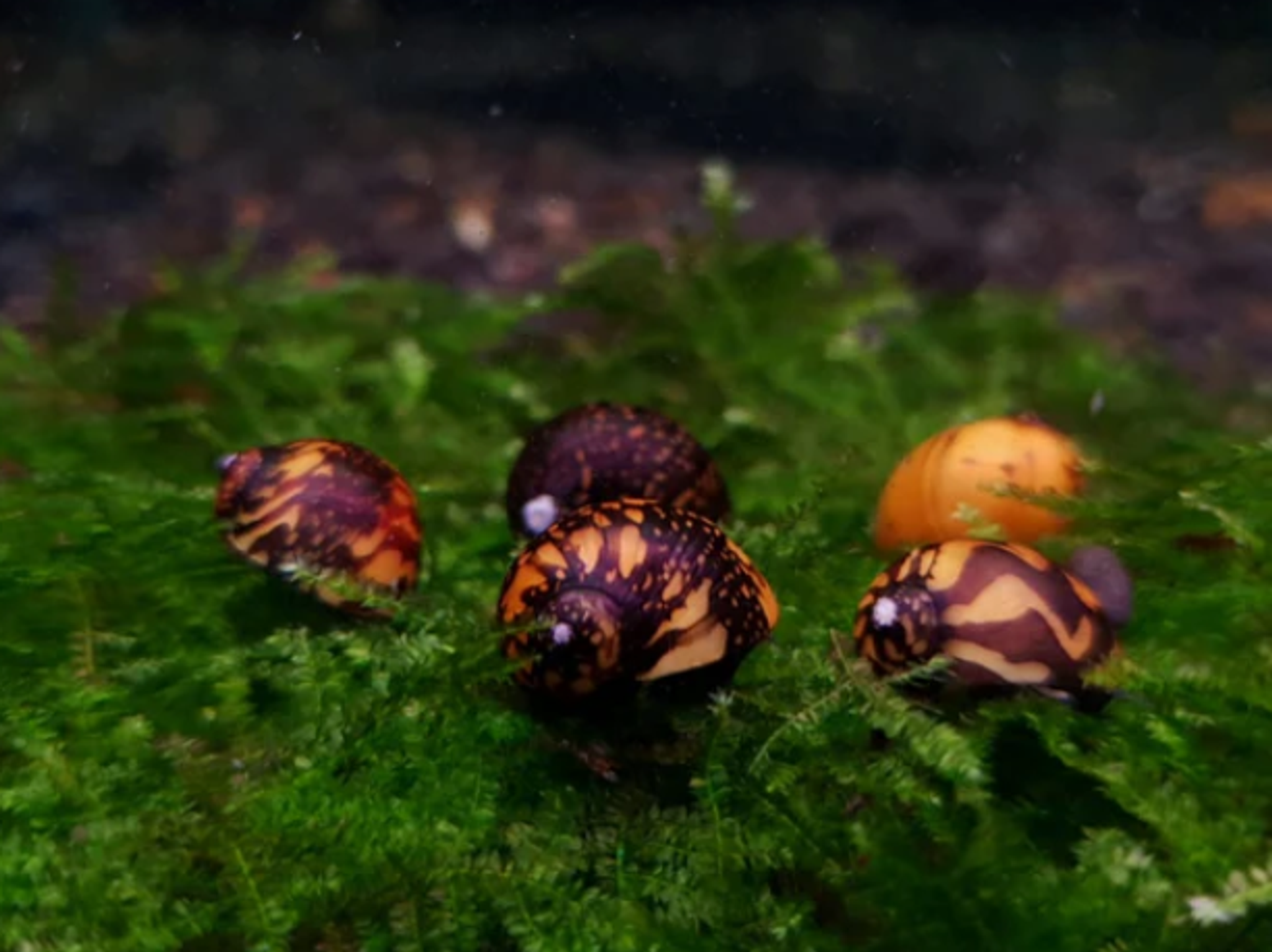 Batik snail
