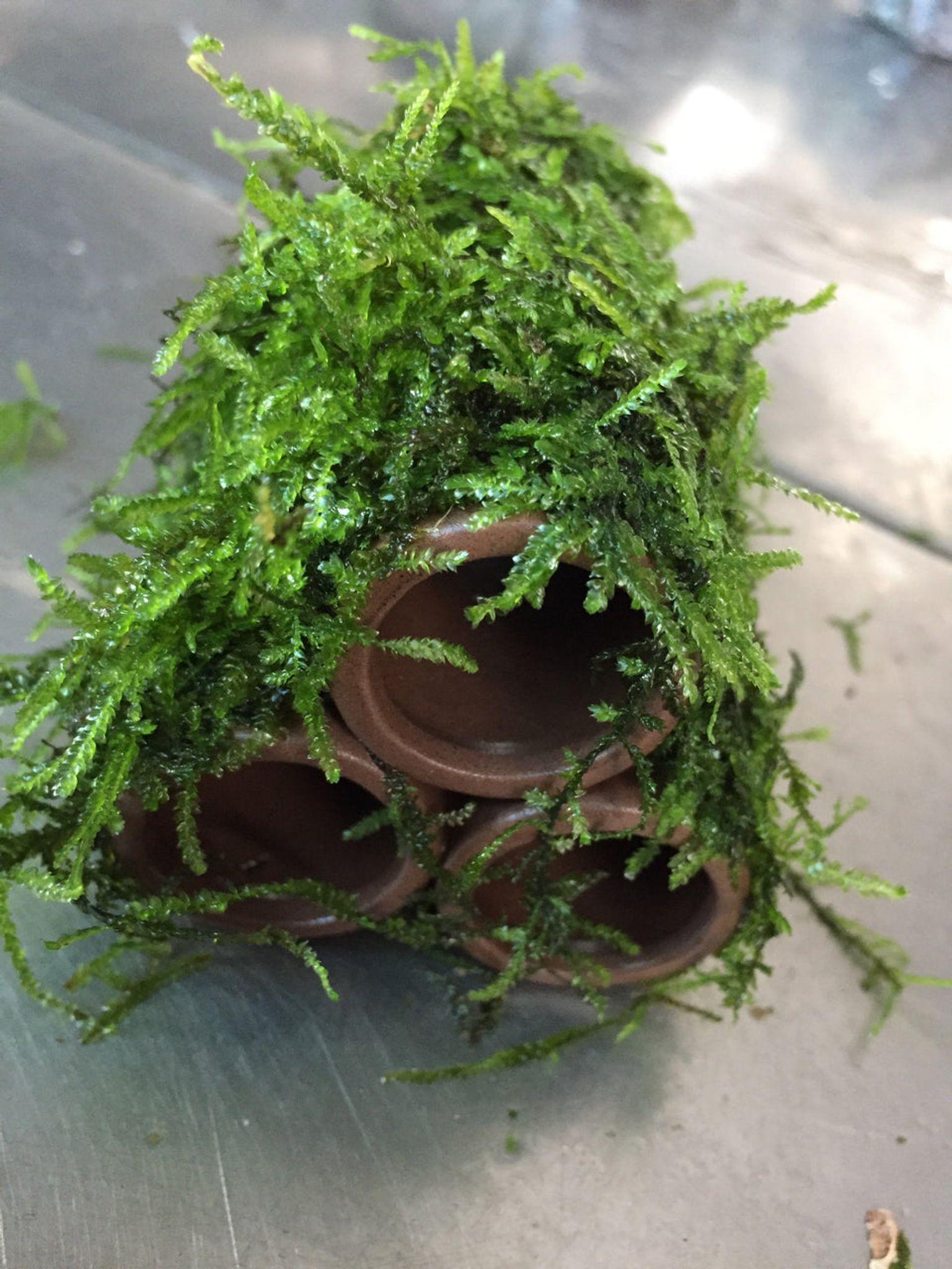 Beautiful Live Aquarium Moss on Ceramic: 3-Hole Easy Aquatic Plant