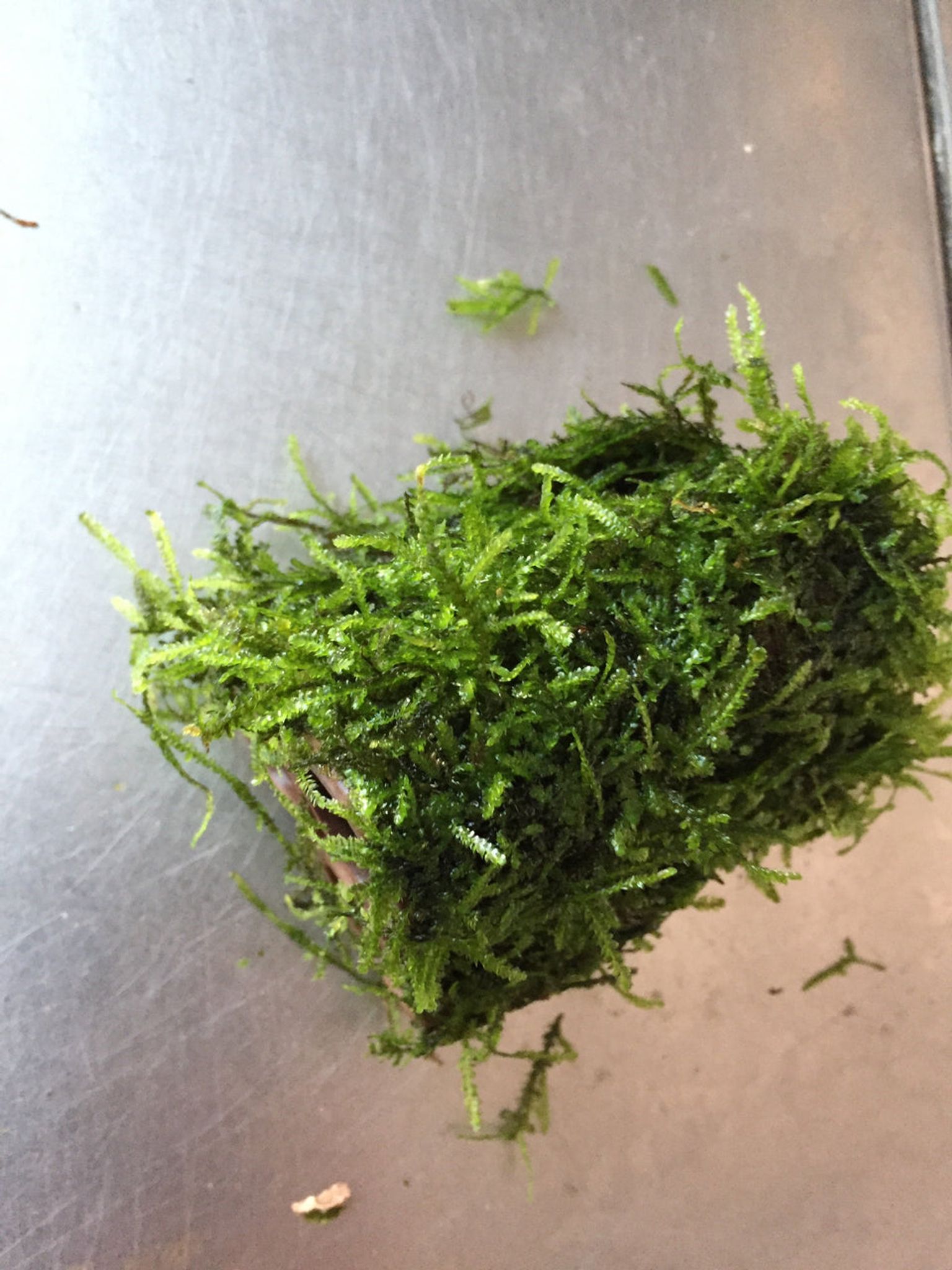Beautiful Live Aquarium Moss on Ceramic: 3-Hole Easy Aquatic Plant