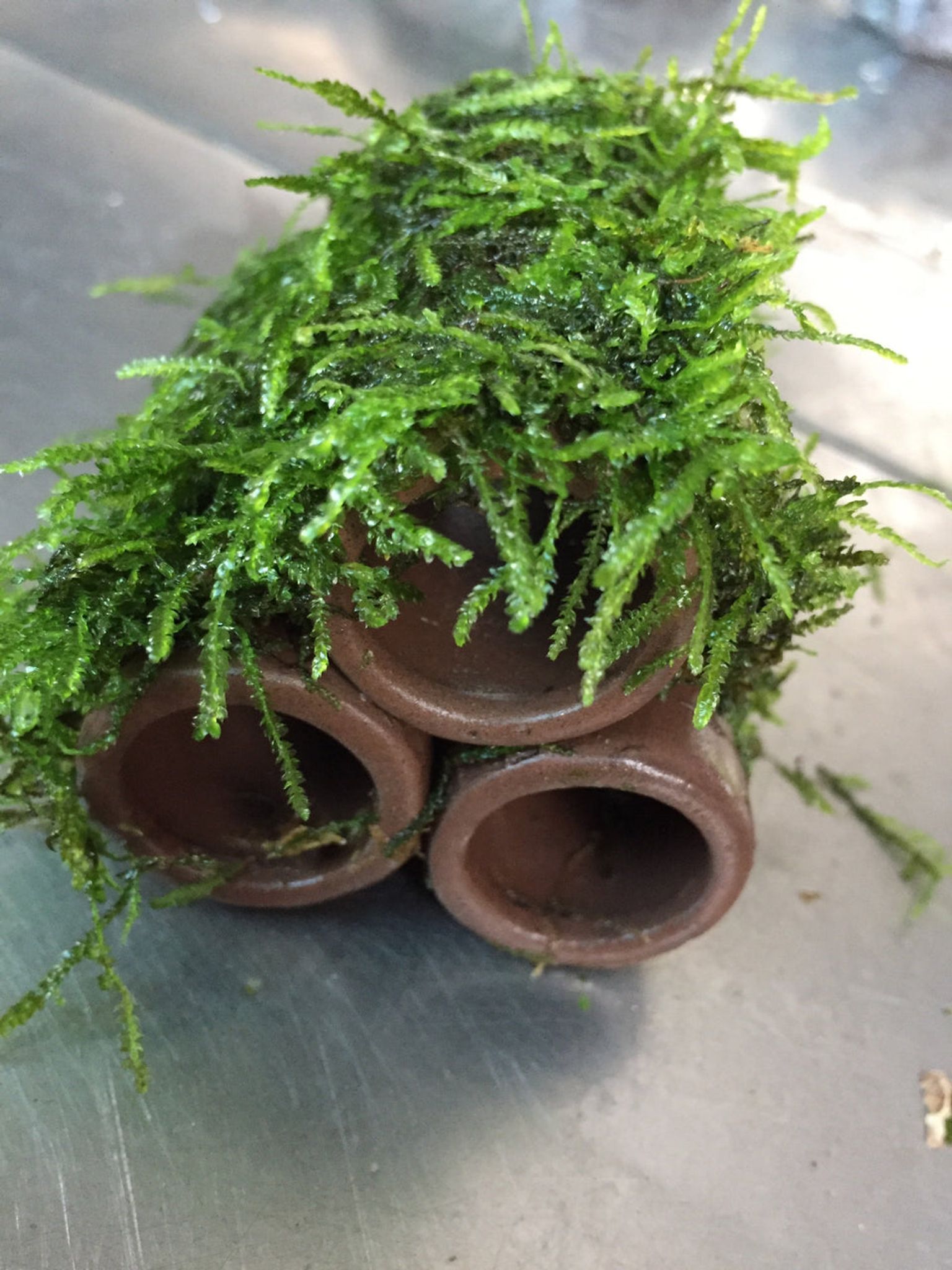 Beautiful Live Aquarium Moss on Ceramic: 3-Hole Easy Aquatic Plant