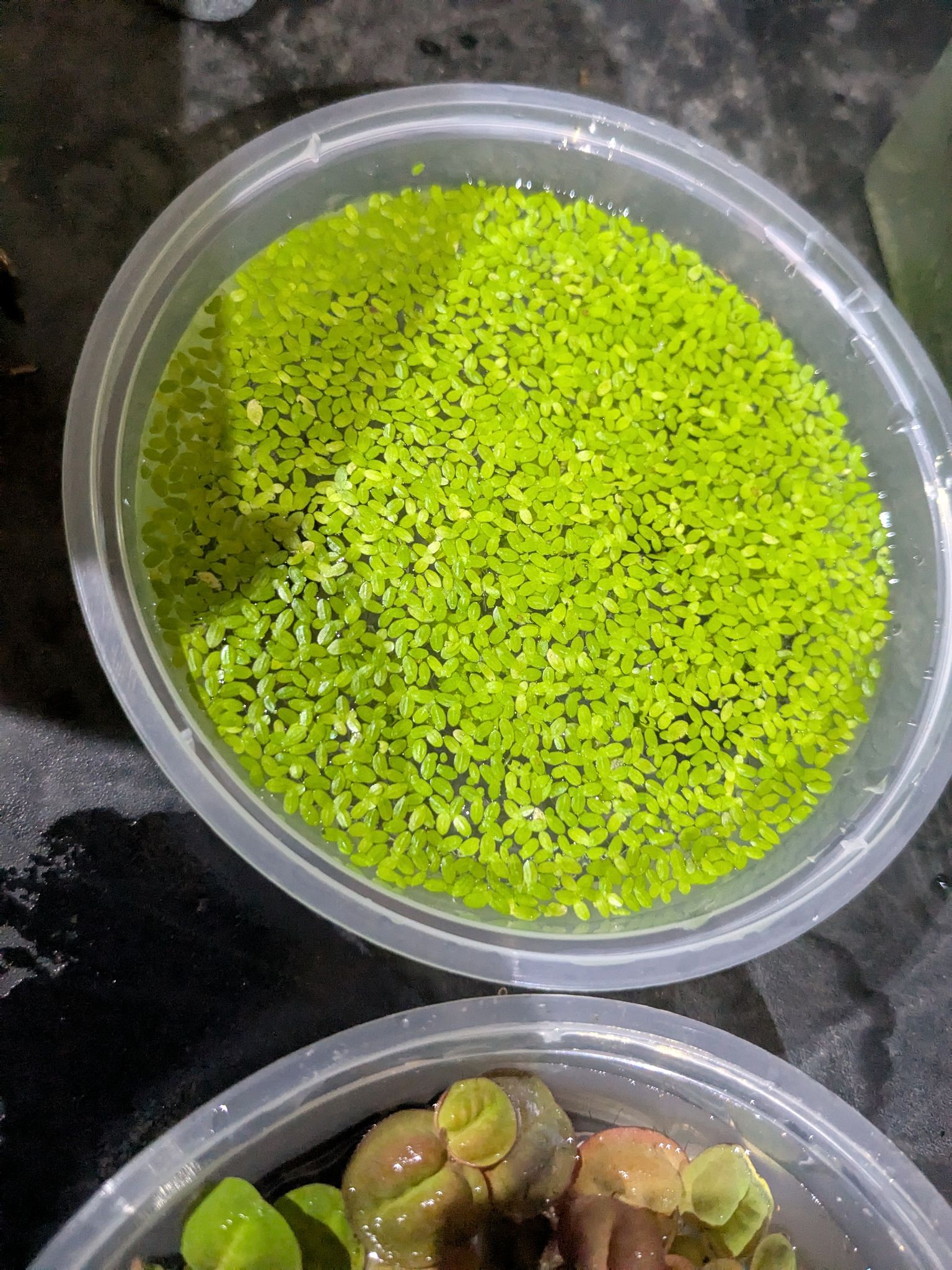 Beautiful duckweeds