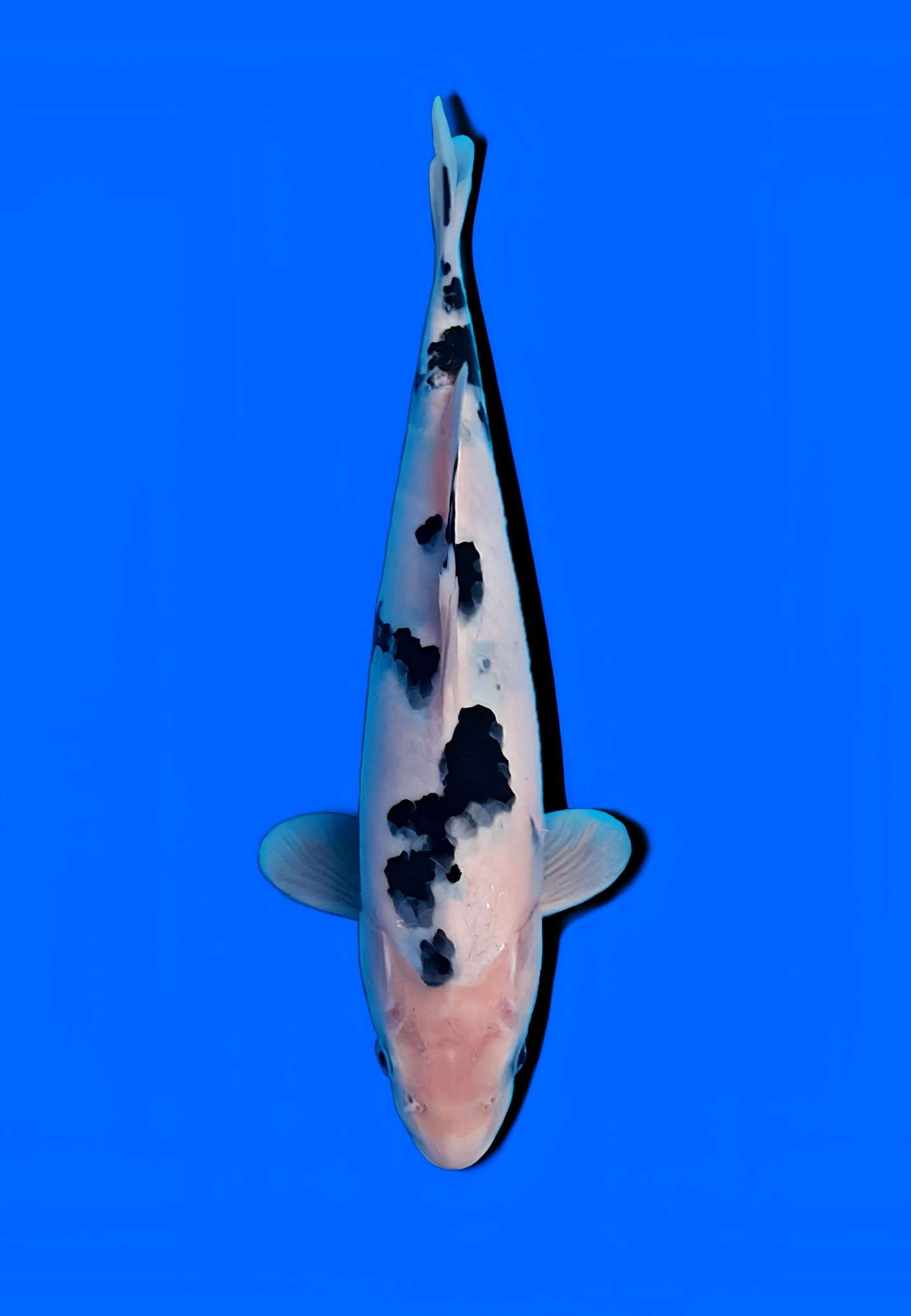 Bekko Koi