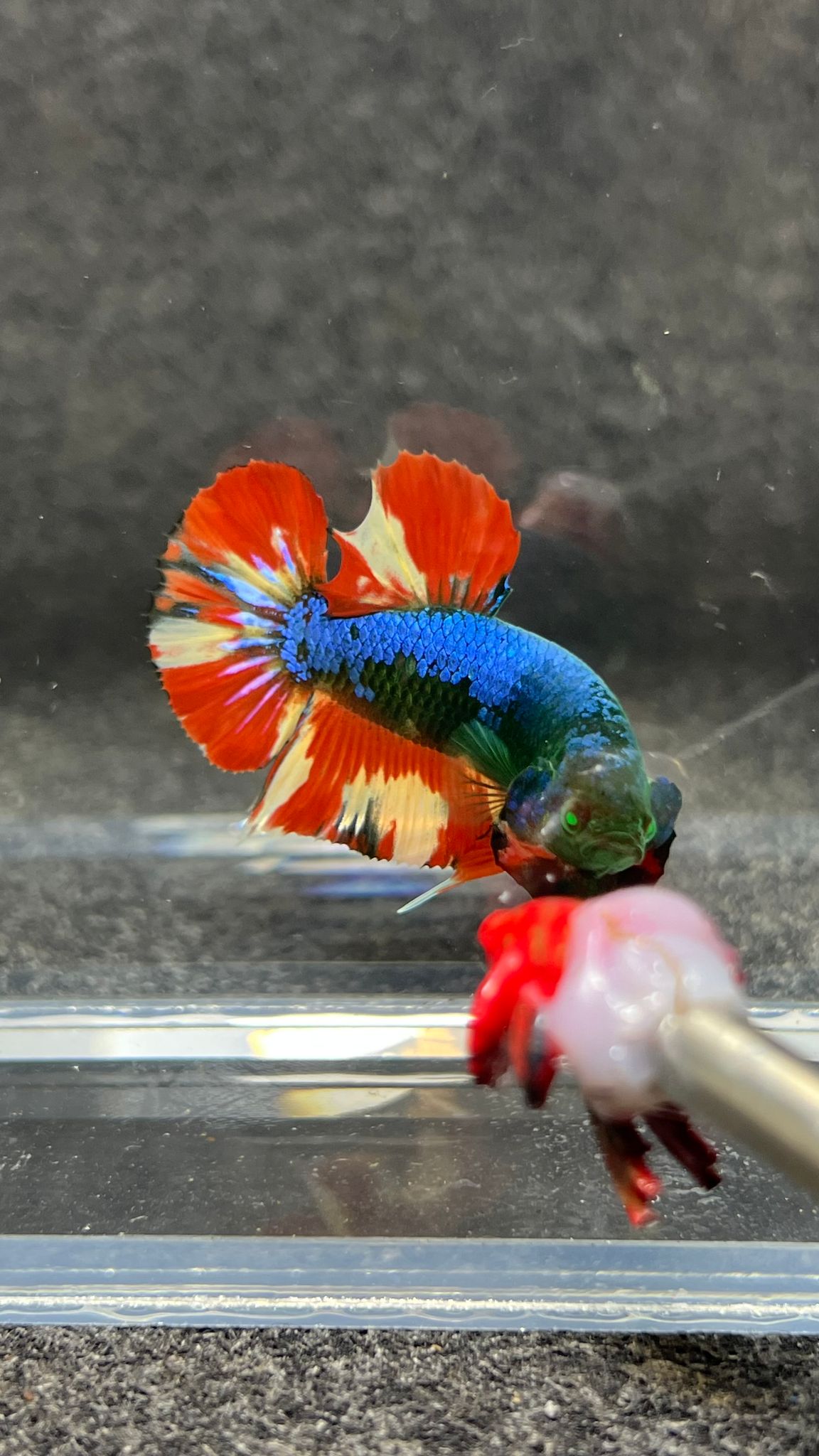 Betta Black Fire Greenhulk