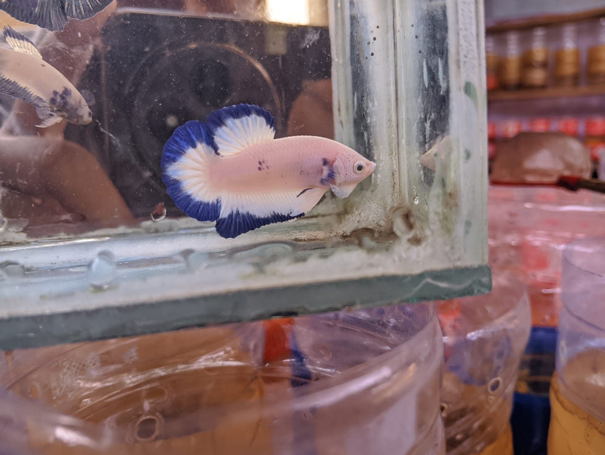 Betta Blue Rim (Betta Blue Rim)