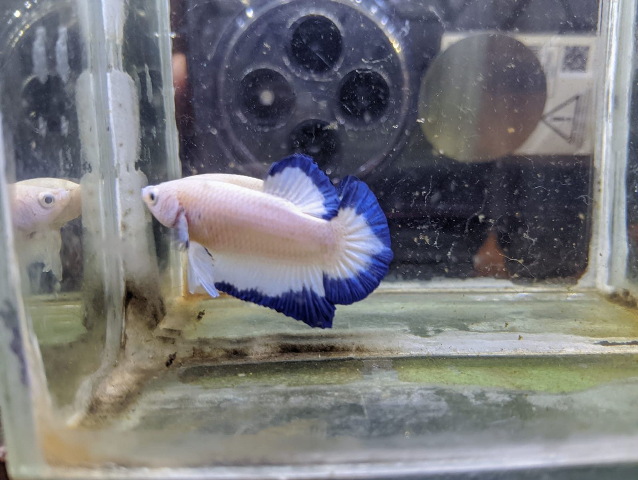Betta Blue Rim