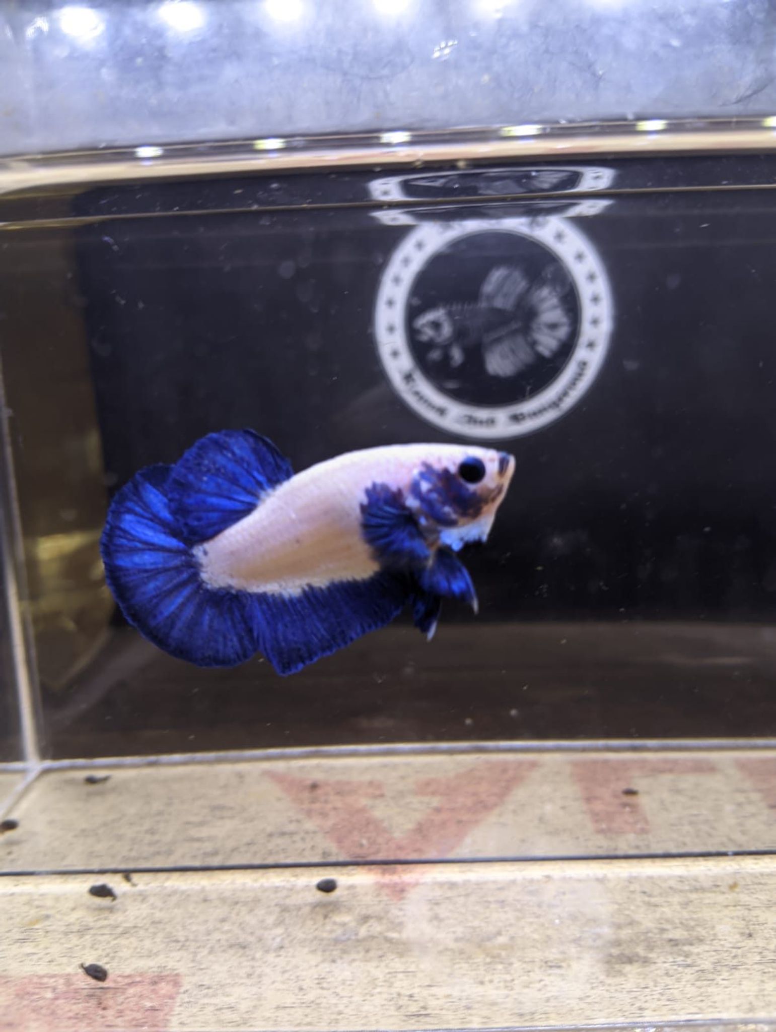 Betta Blue Rim