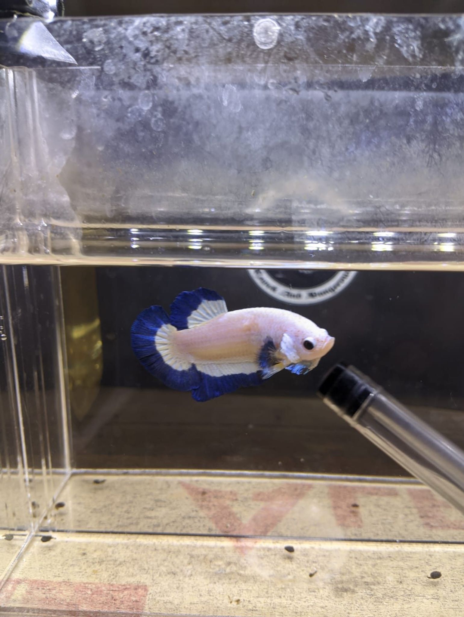 Betta Blue Rim