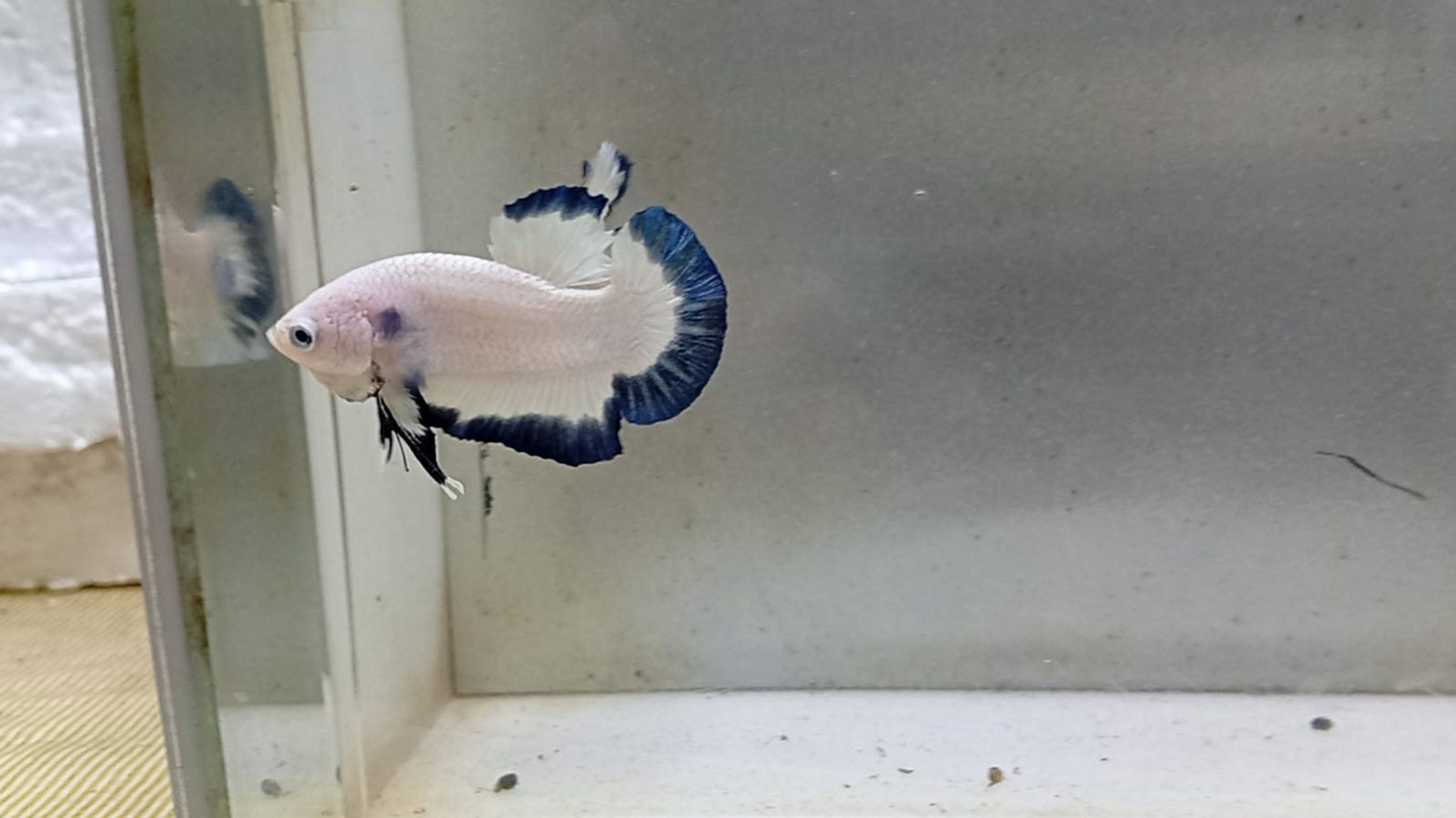 Betta Blue Rim